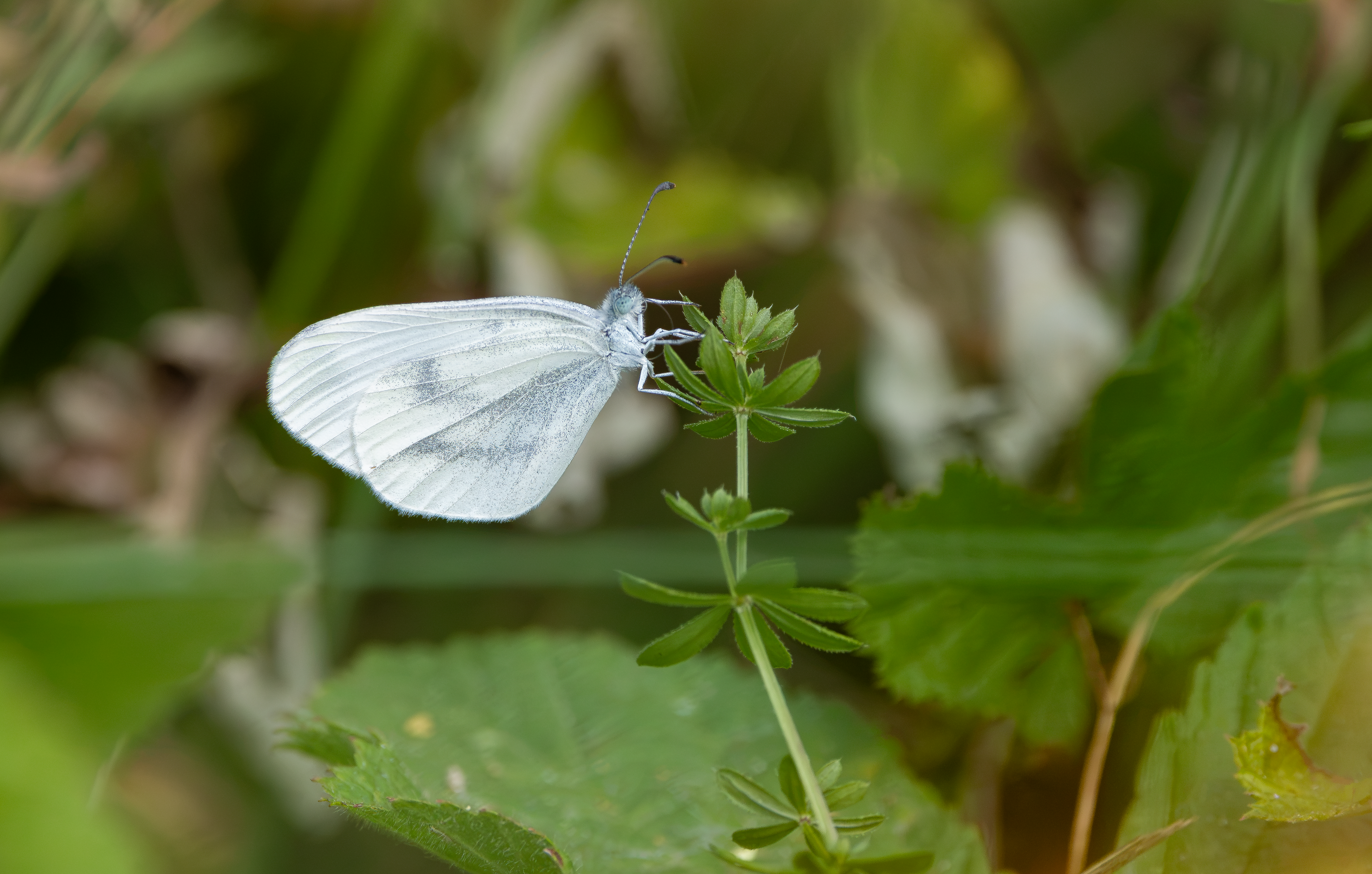 Wood White, Salcey Forest, Northamptonshire