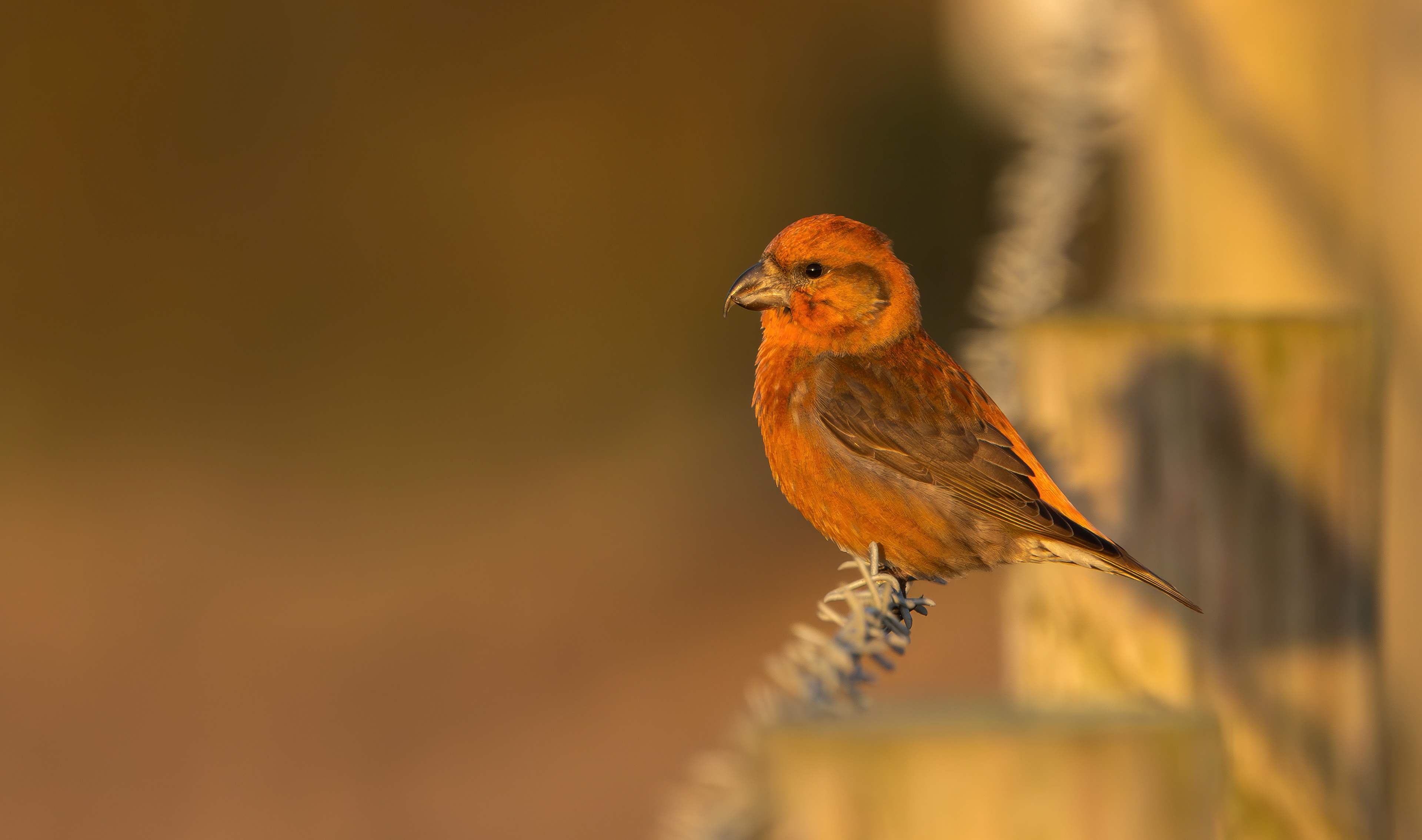 Common Crossbill, Nottinghamshire