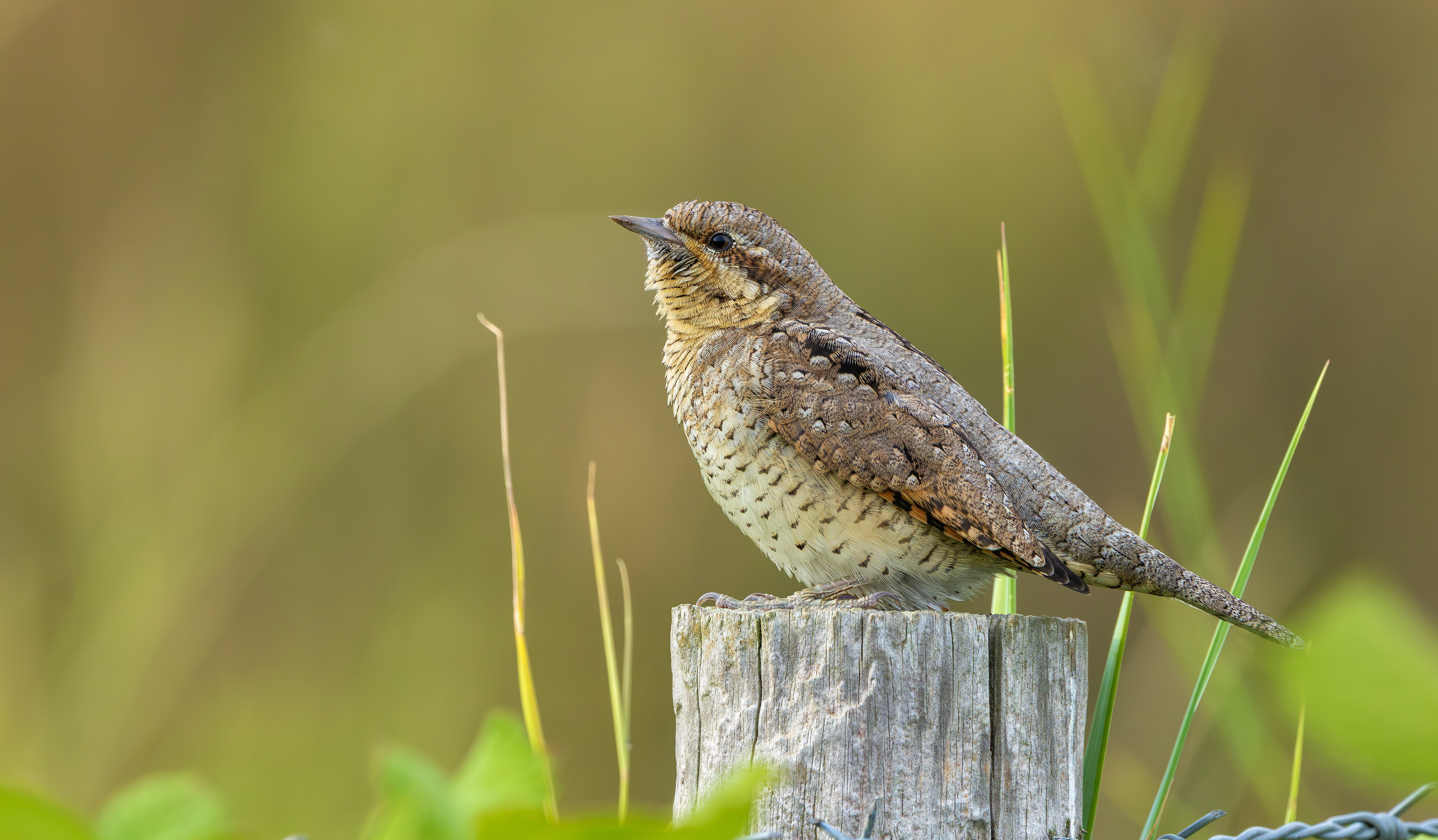 Wryneck, Freiston Shore RSPB, Lincolnshire