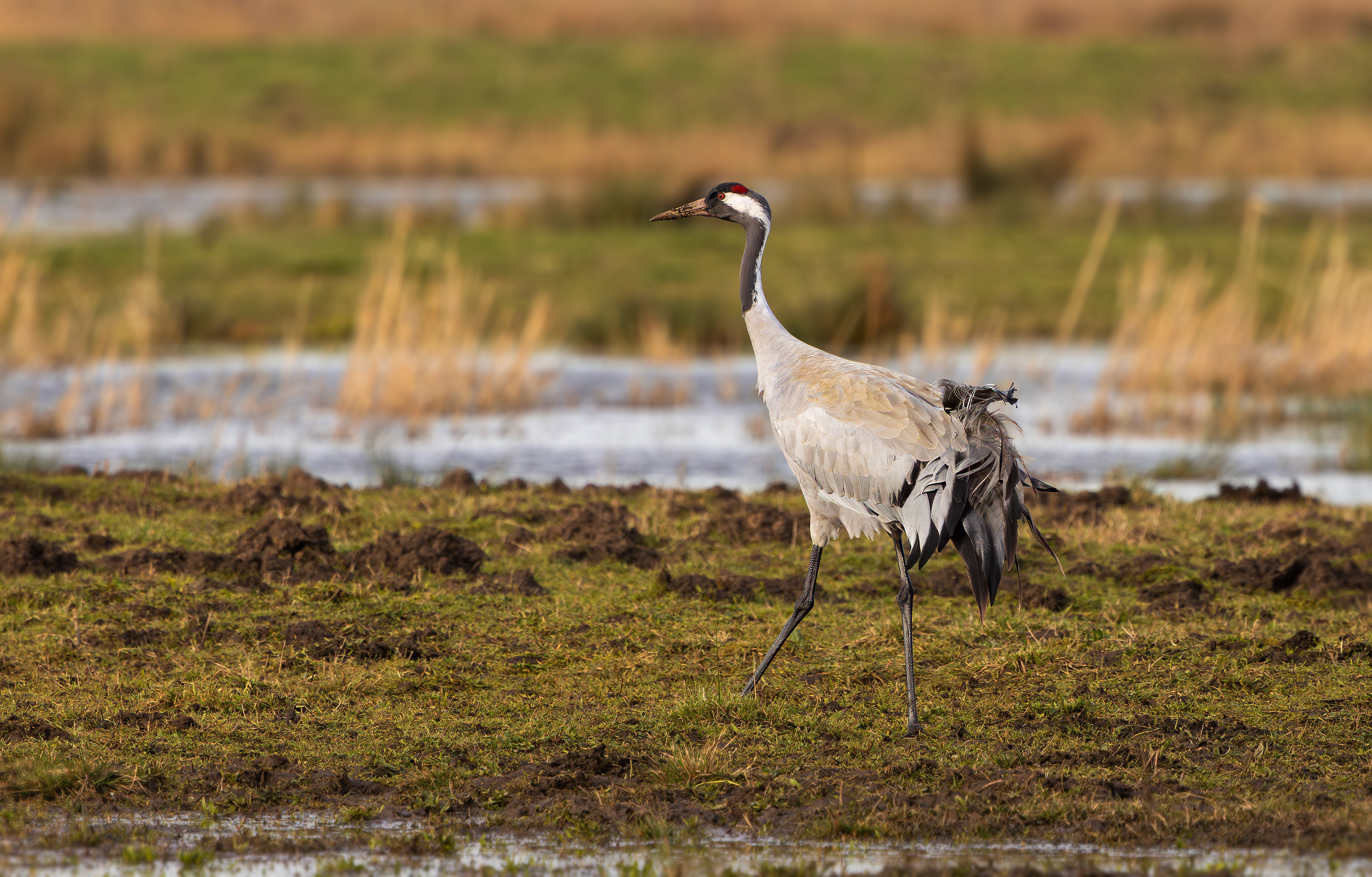 Common Crane, Willow Tree Fen LWT, Lincolnshire