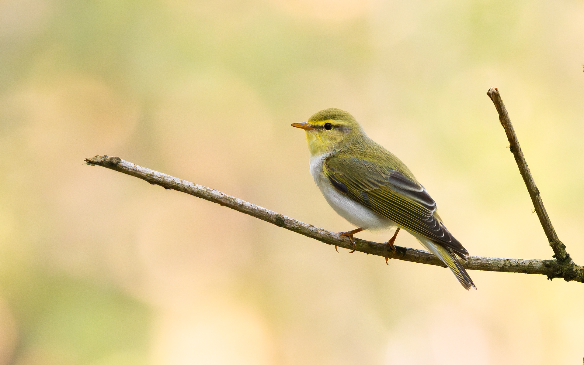 Wood Warbler, The Wreckin, Shropshire