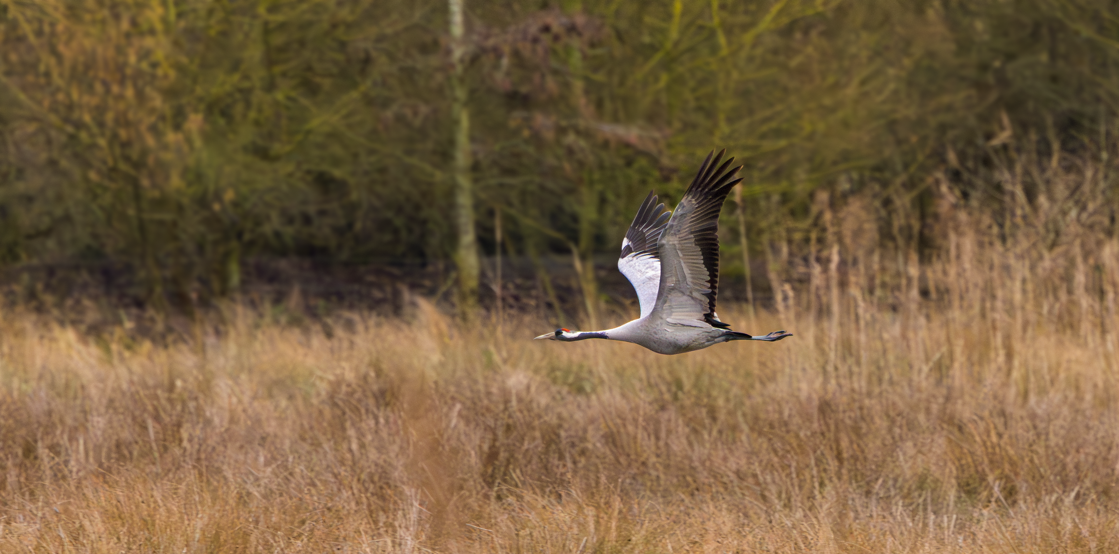 Common Crane, Willow Tree Fen LWT, Lincolnshire