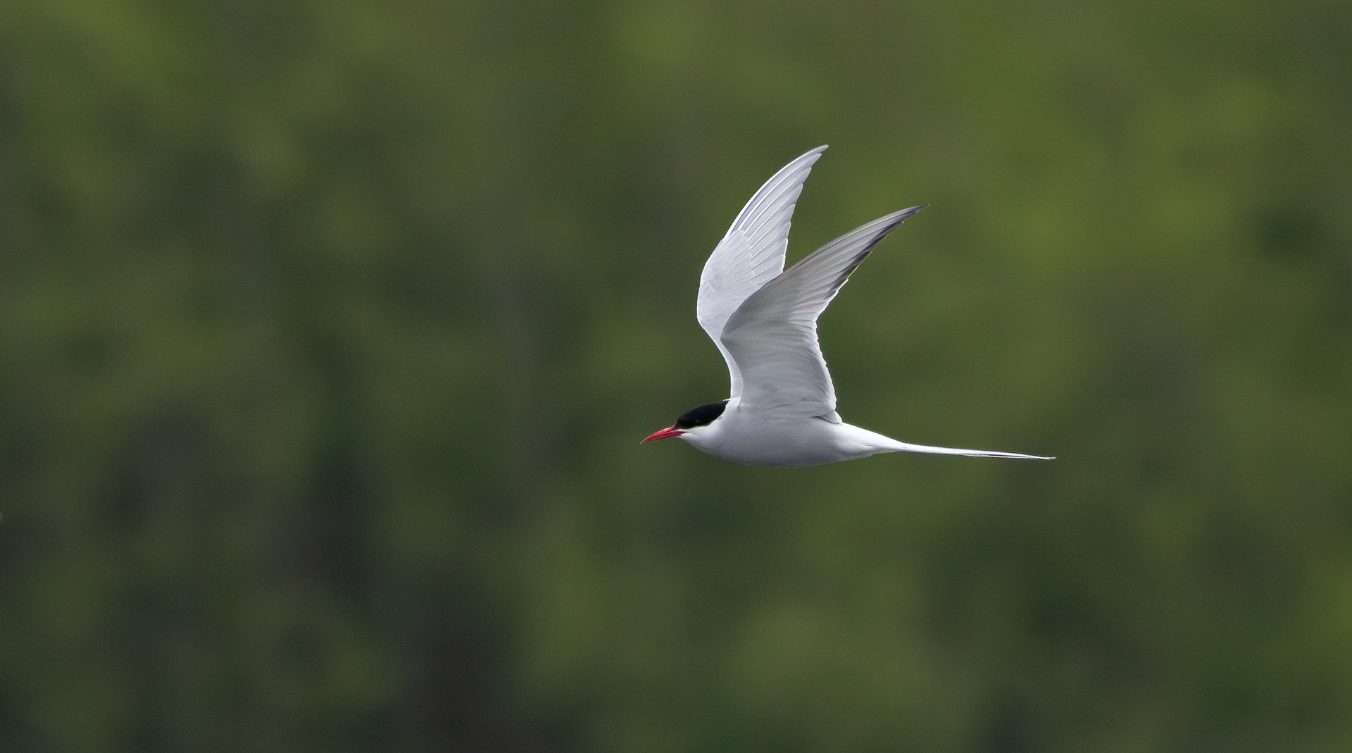 Arctic Tern, Attenborough NR, Nottinghamshire