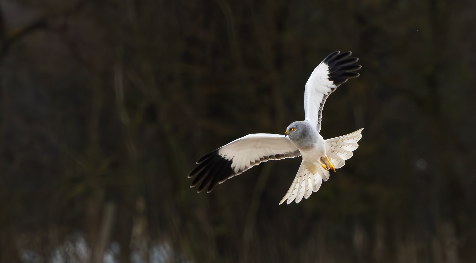Hen Harrier, Lincolnshire