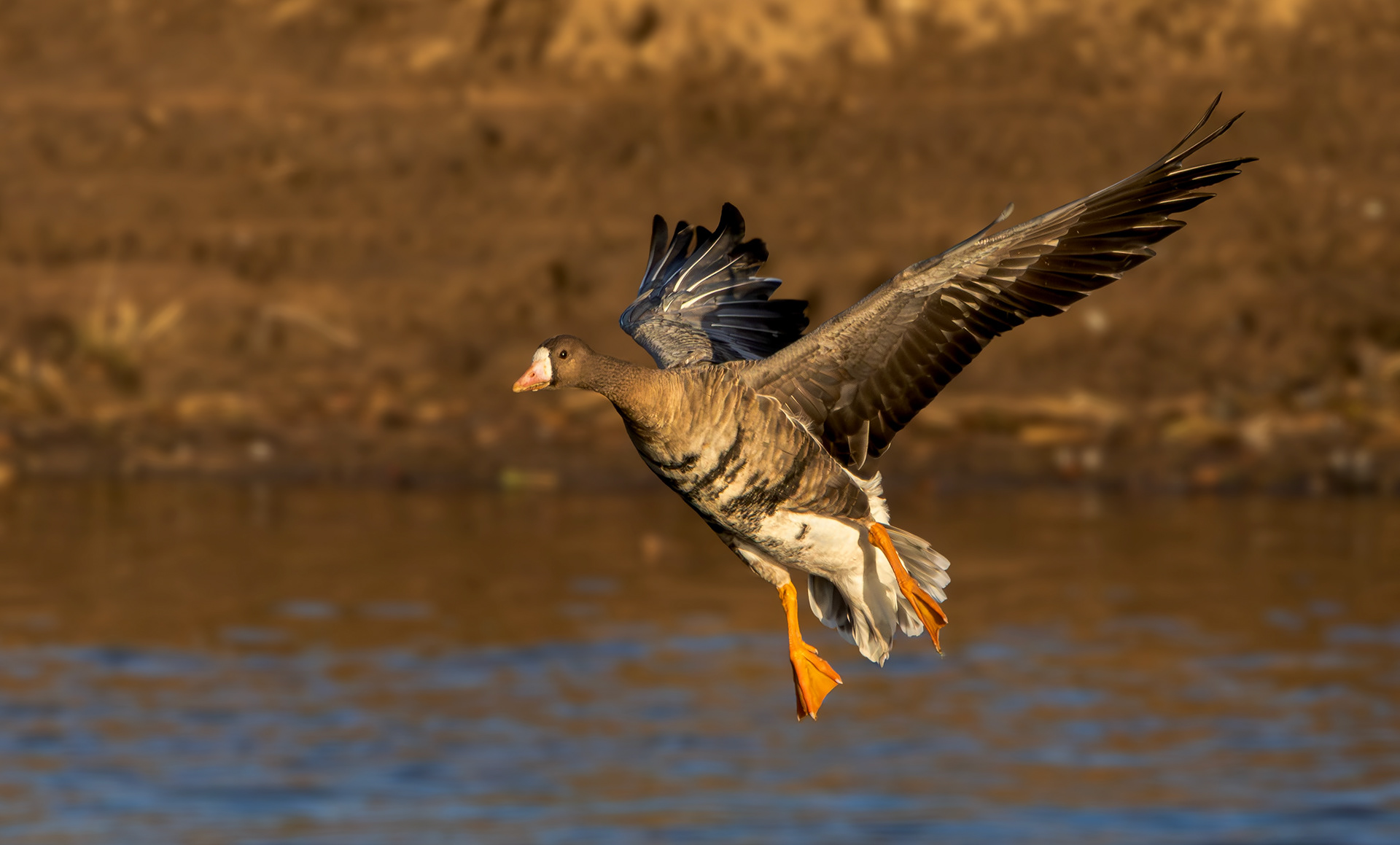 Russian White-fronted Goose, Stoke Bardolph, Nottinghamshire