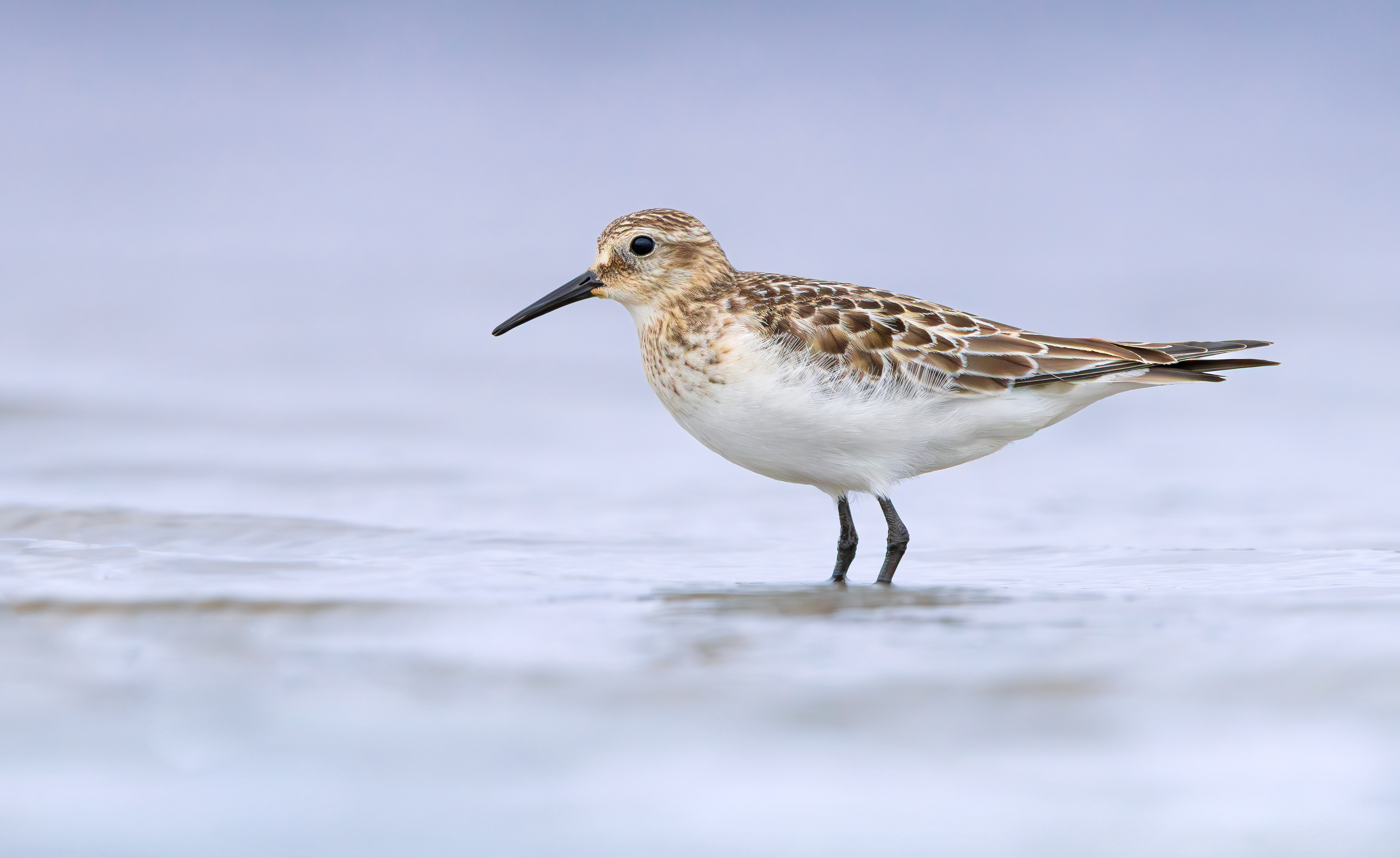 Baird's Sandpiper, Rutland Water, Leicestershire & Rutland