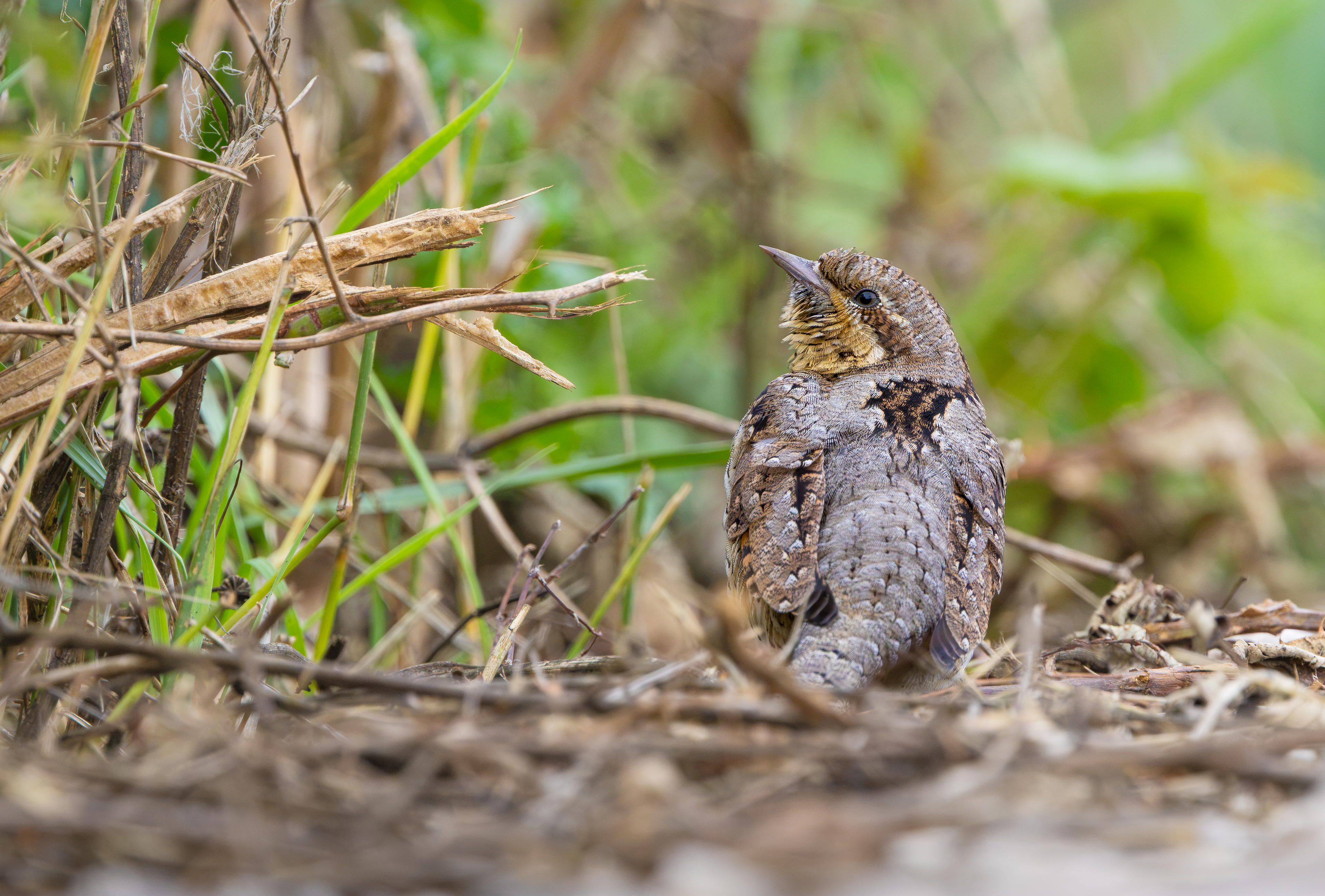 Wryneck, Freiston Shore RSPB, Lincolnshire