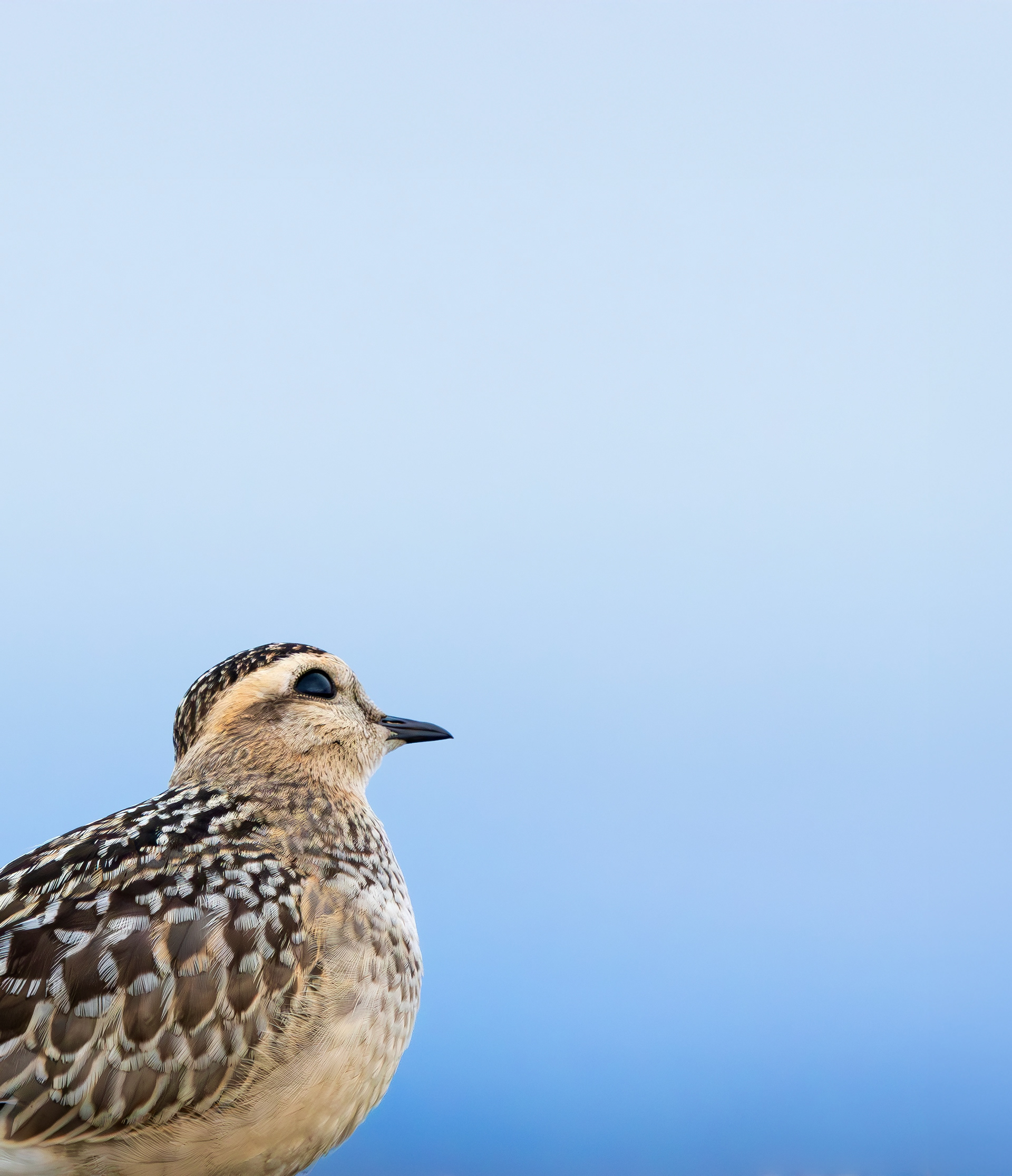 Eurasian Dotterel, Burbage Moor, South Yorkshire