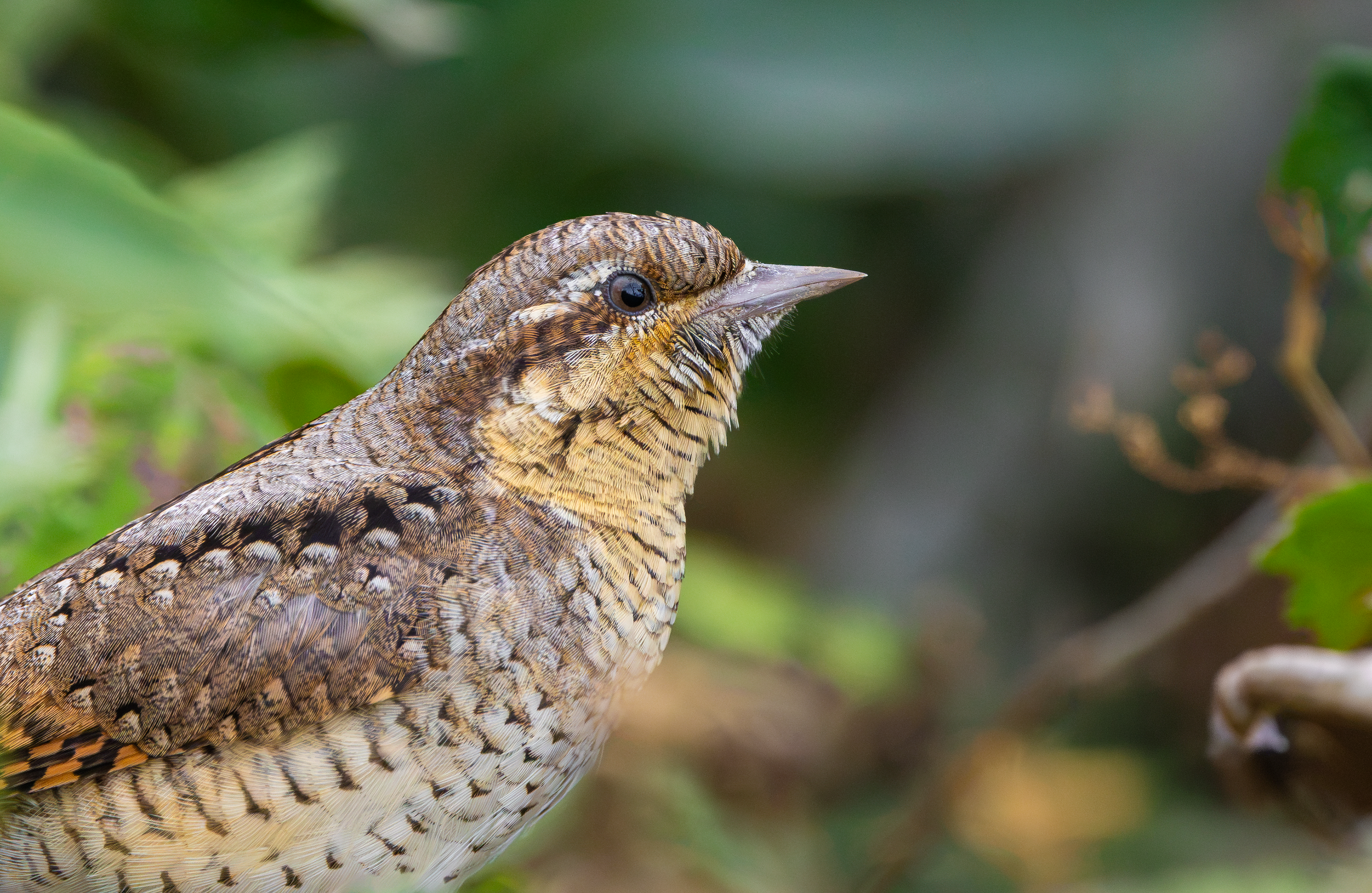 Wryneck, Freiston Shore RSPB, Lincolnshire