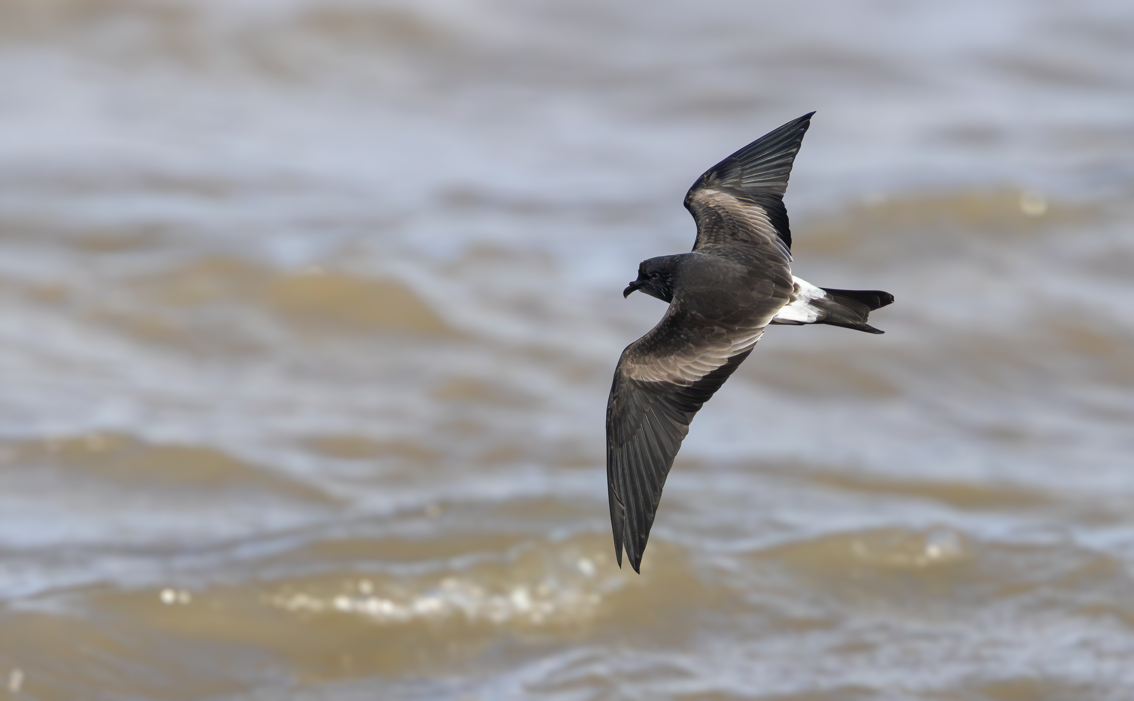 Leach's Storm Petrel, Wallasey, Cheshire