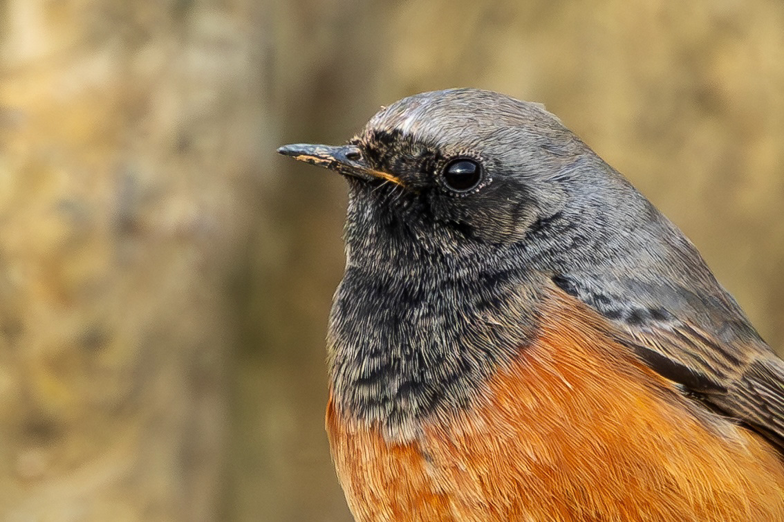 Eastern Black Redstart, Filey Brigg, North Yorkshire