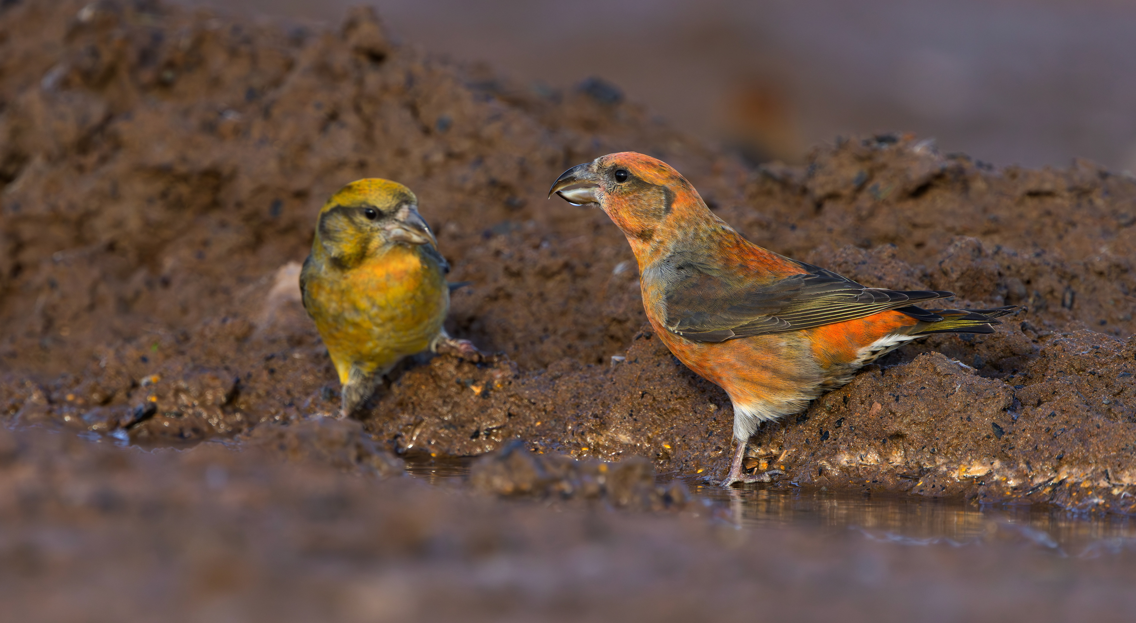 Common Crossbills, Nottinghamshire