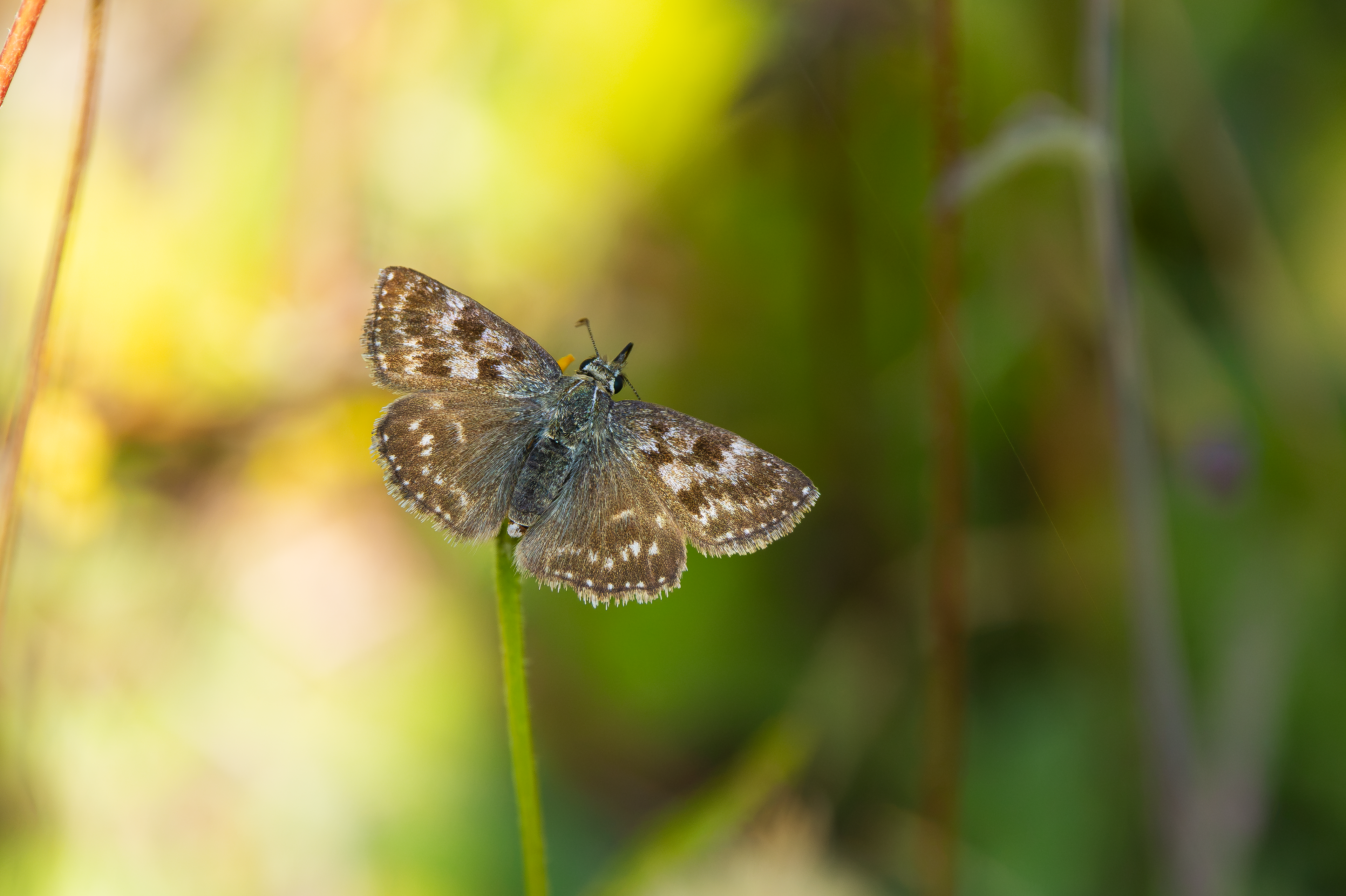 Dingy Skipper, Pitstone Quarry, Buckinghamshire