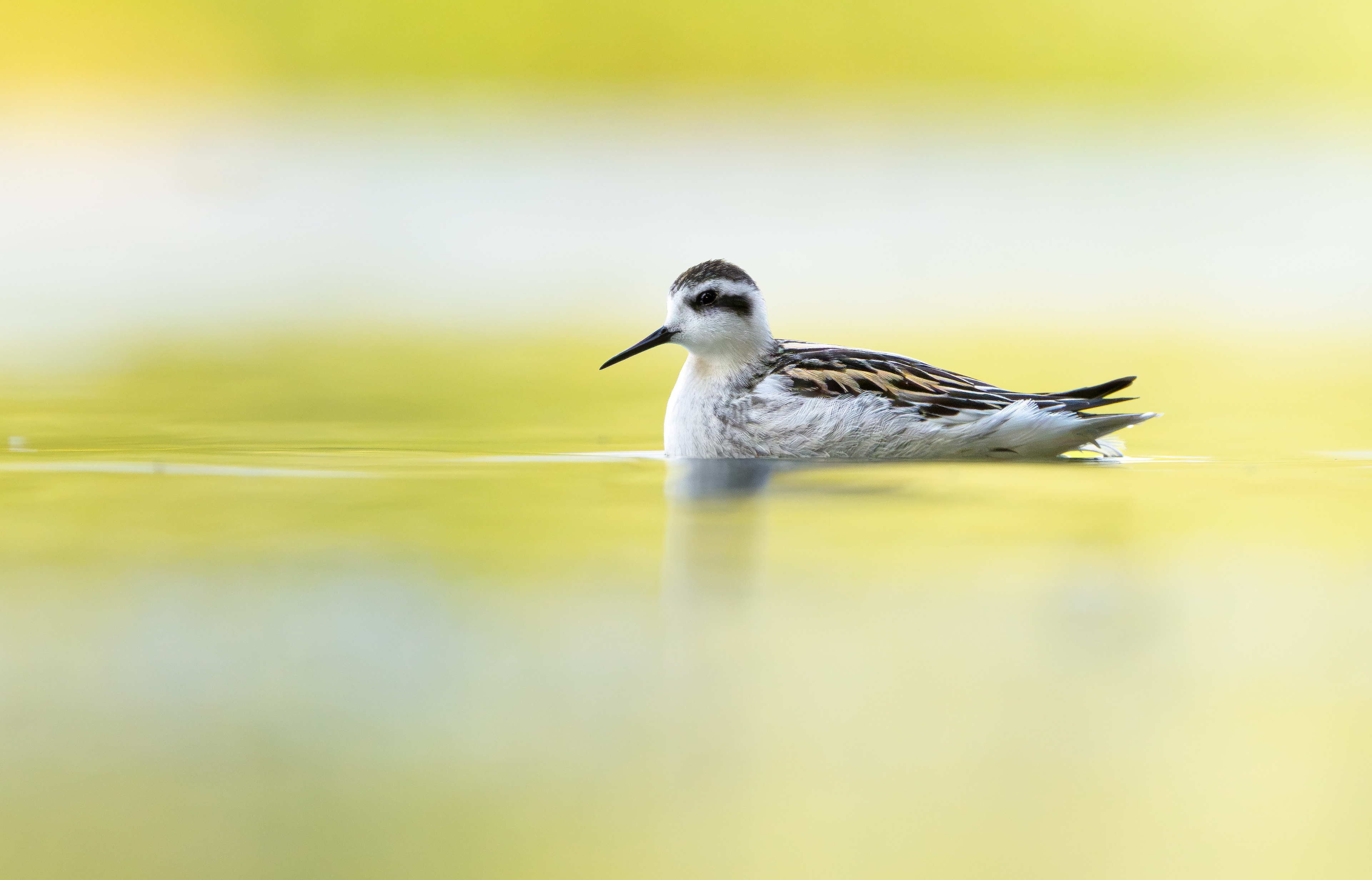 Red-necked Phalarope, Kingsbury Water Park, Warwickshire