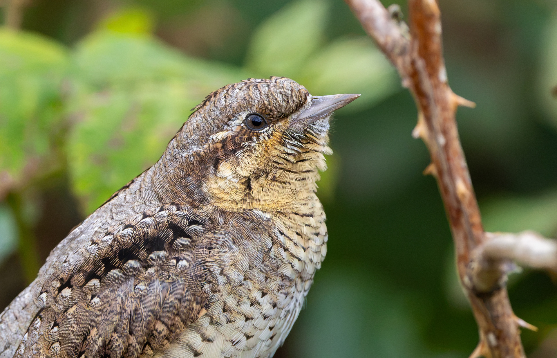 Wryneck, Freiston Shore RSPB, LincolnshireWryneck, Freiston Shore RSPB, Lincolnshire