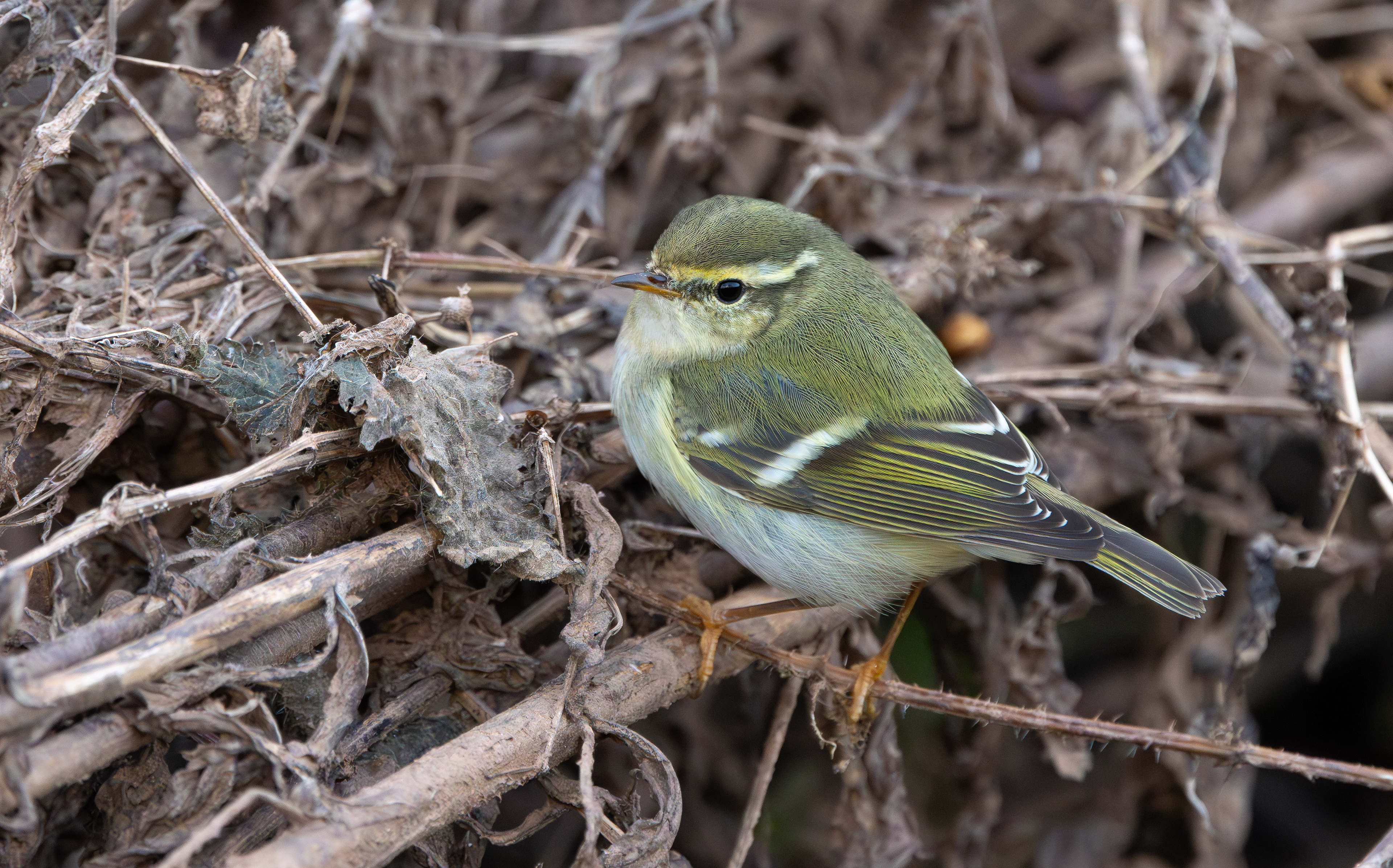 Yellow-browed Warbler, Hurley, Warwickshire