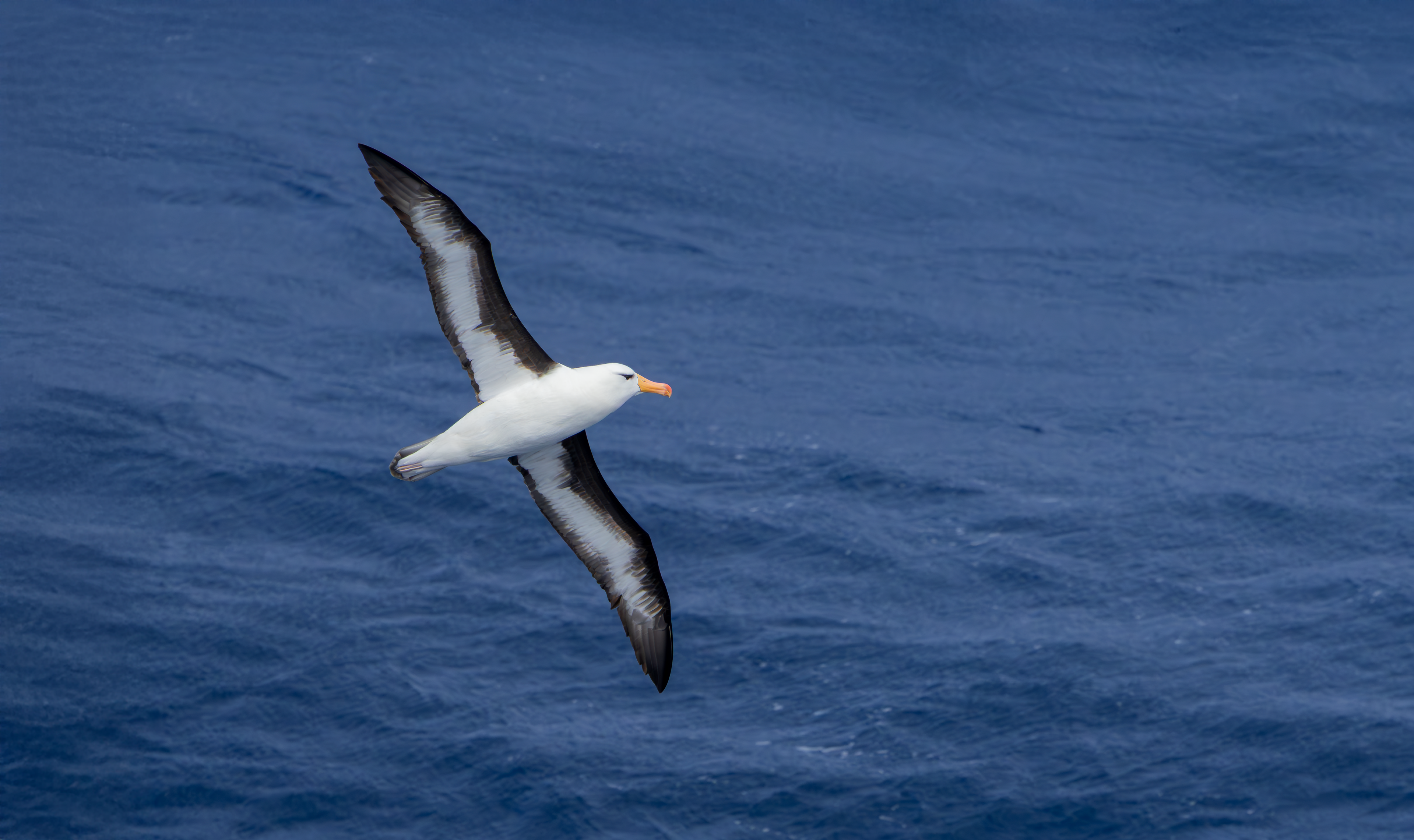 Black-browed Albatross