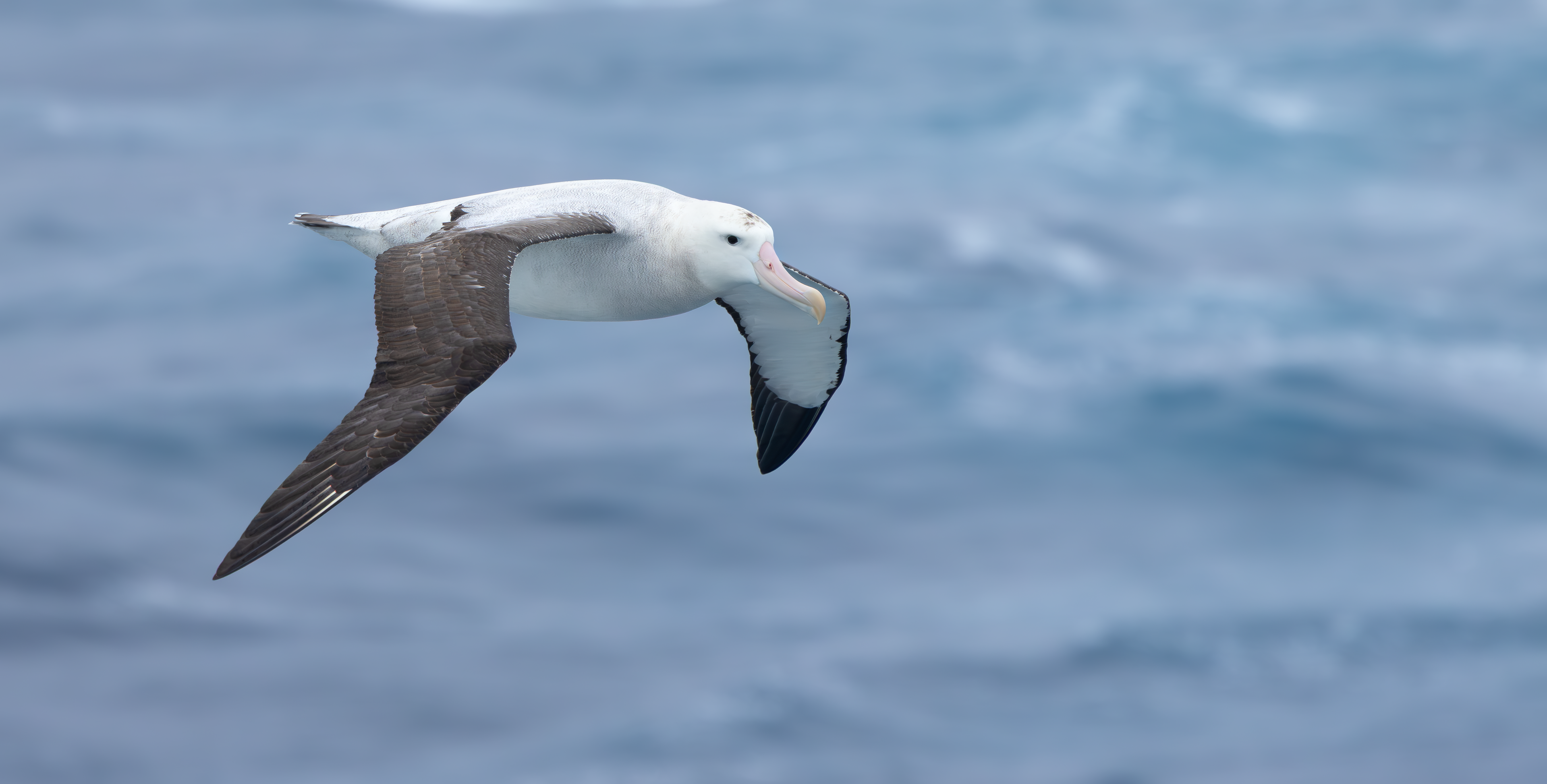 Snowy Albatross