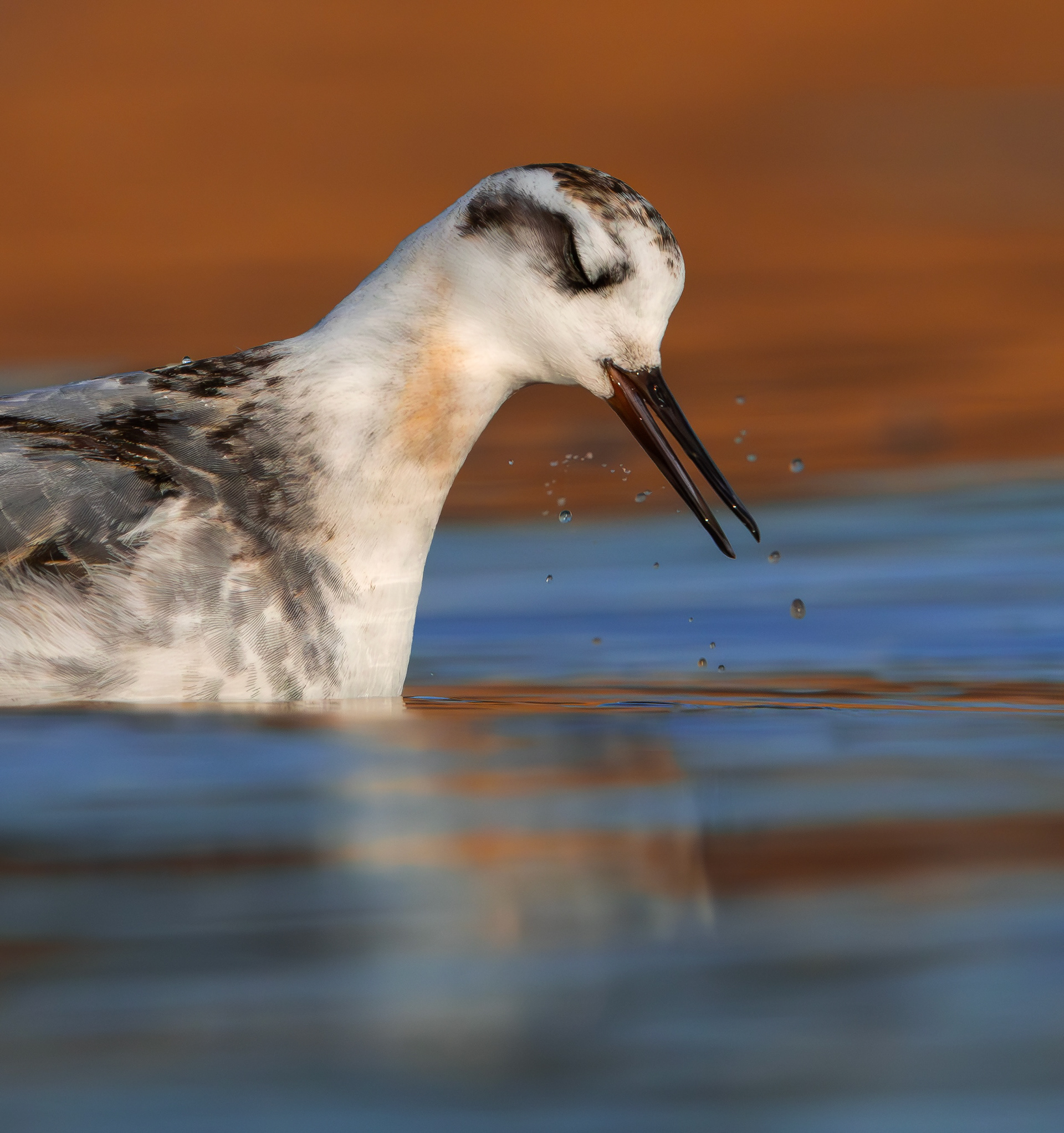 Grey Phalarope, Rutland Water, Leicestershire & Rutland
