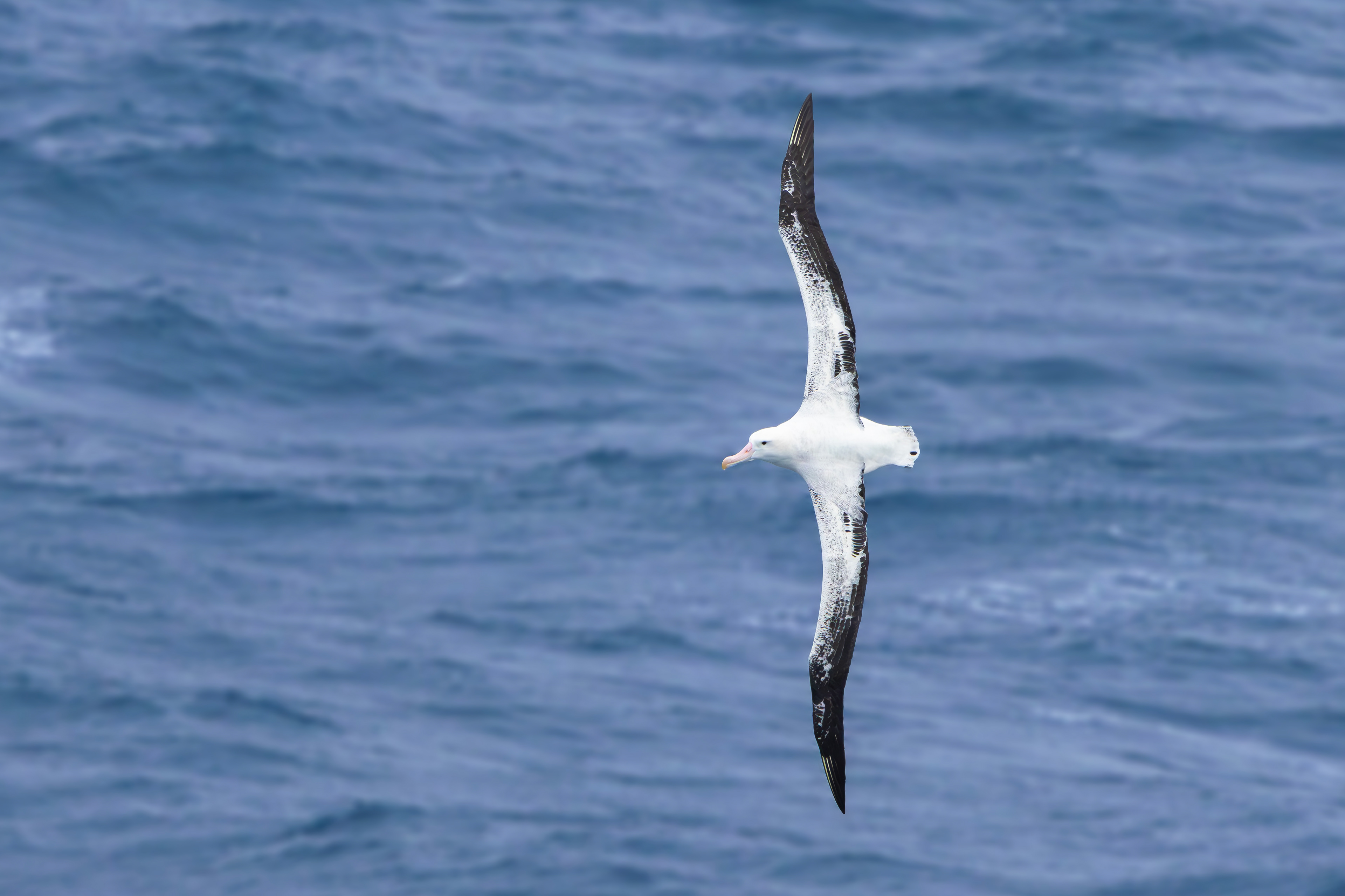 Snowy Albatross