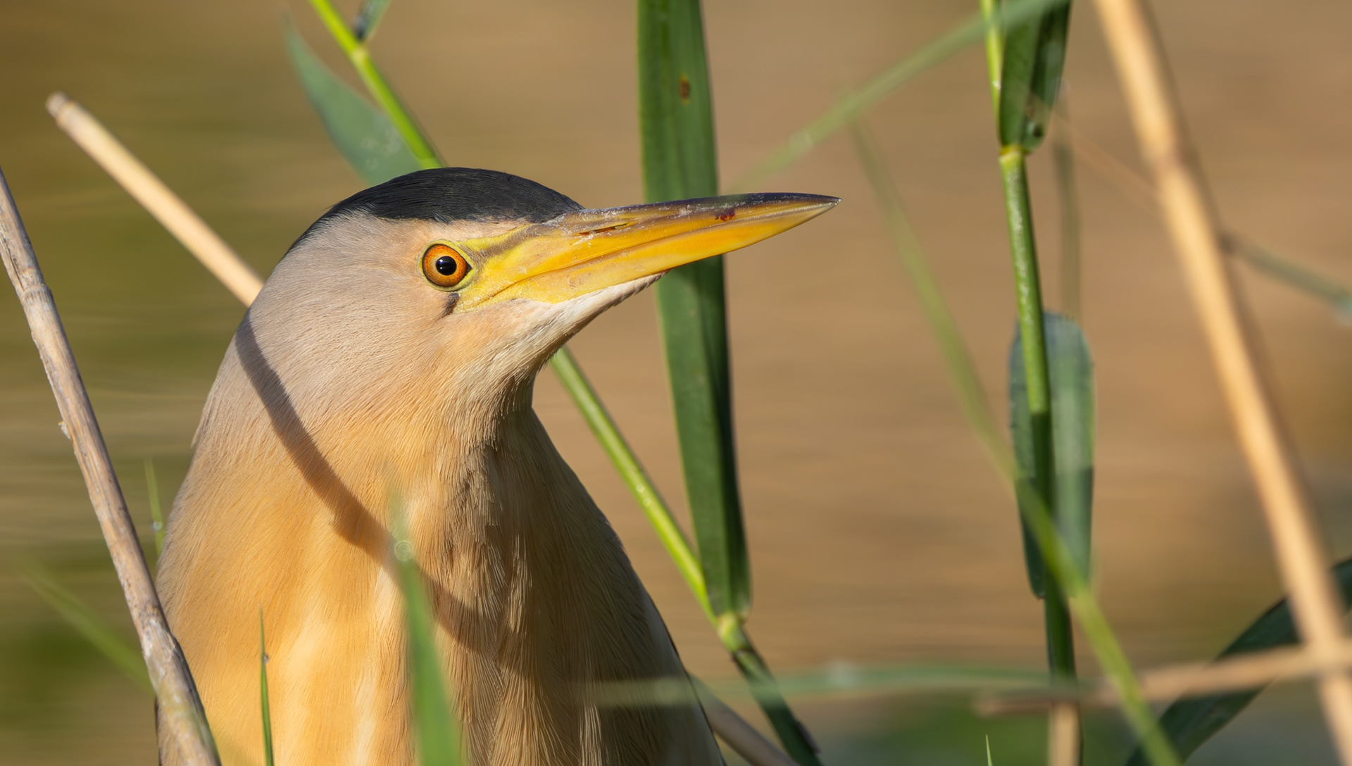 Little Bittern