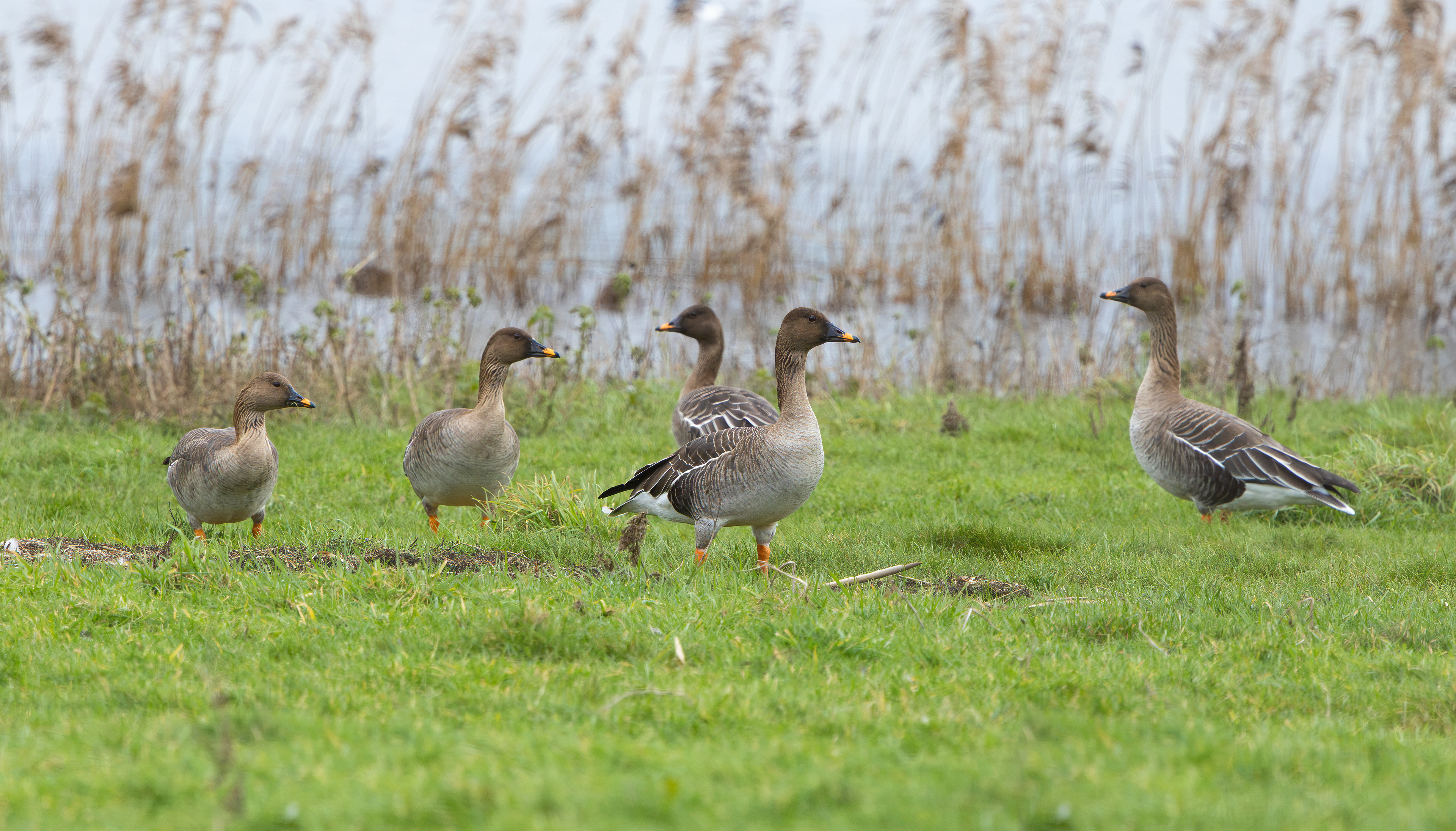 Tundra Bean Geese, Girton Pits, Nottinghamshire