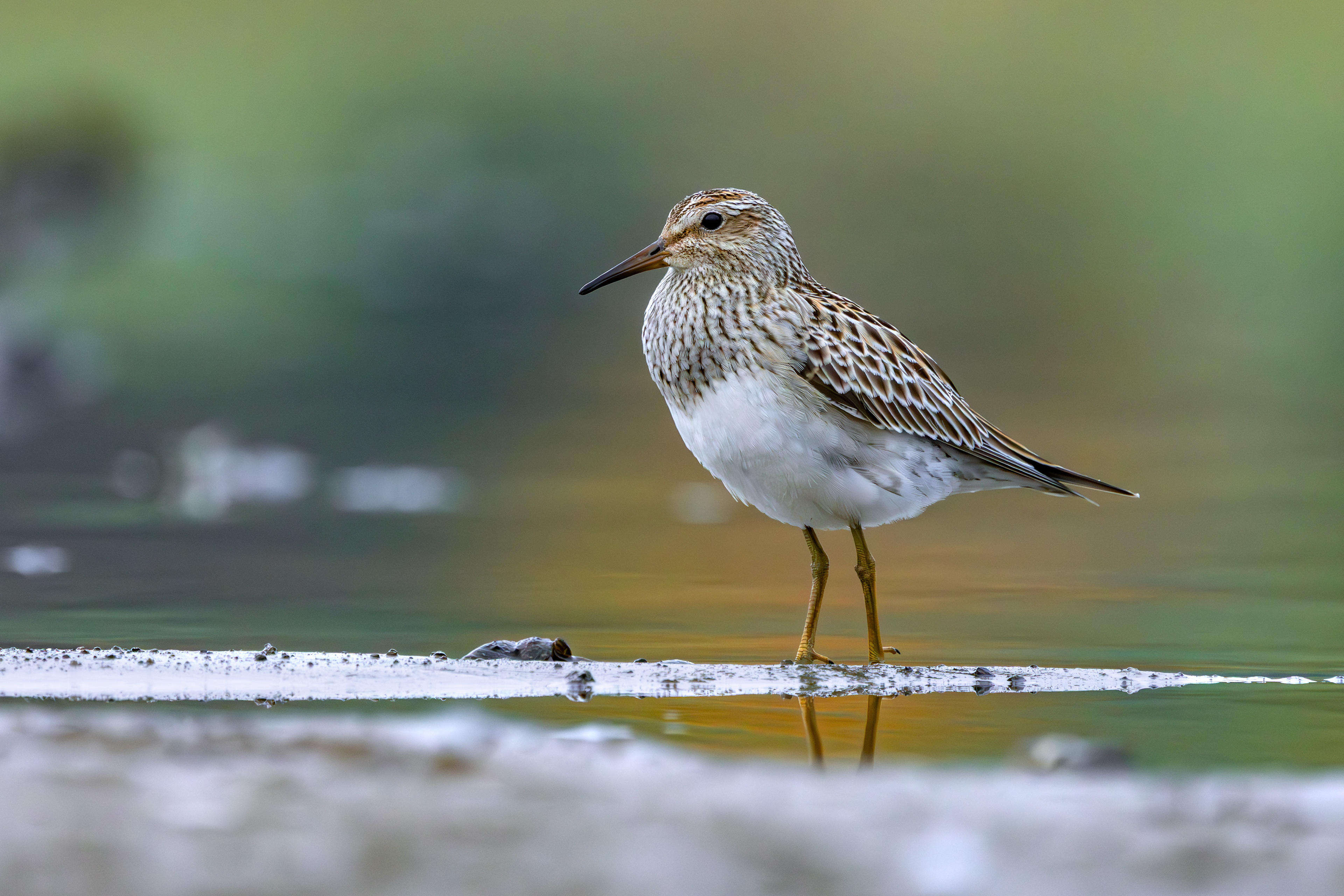 Pectoral Sandpiper, Hollowell Reservoir, Northamptonshire