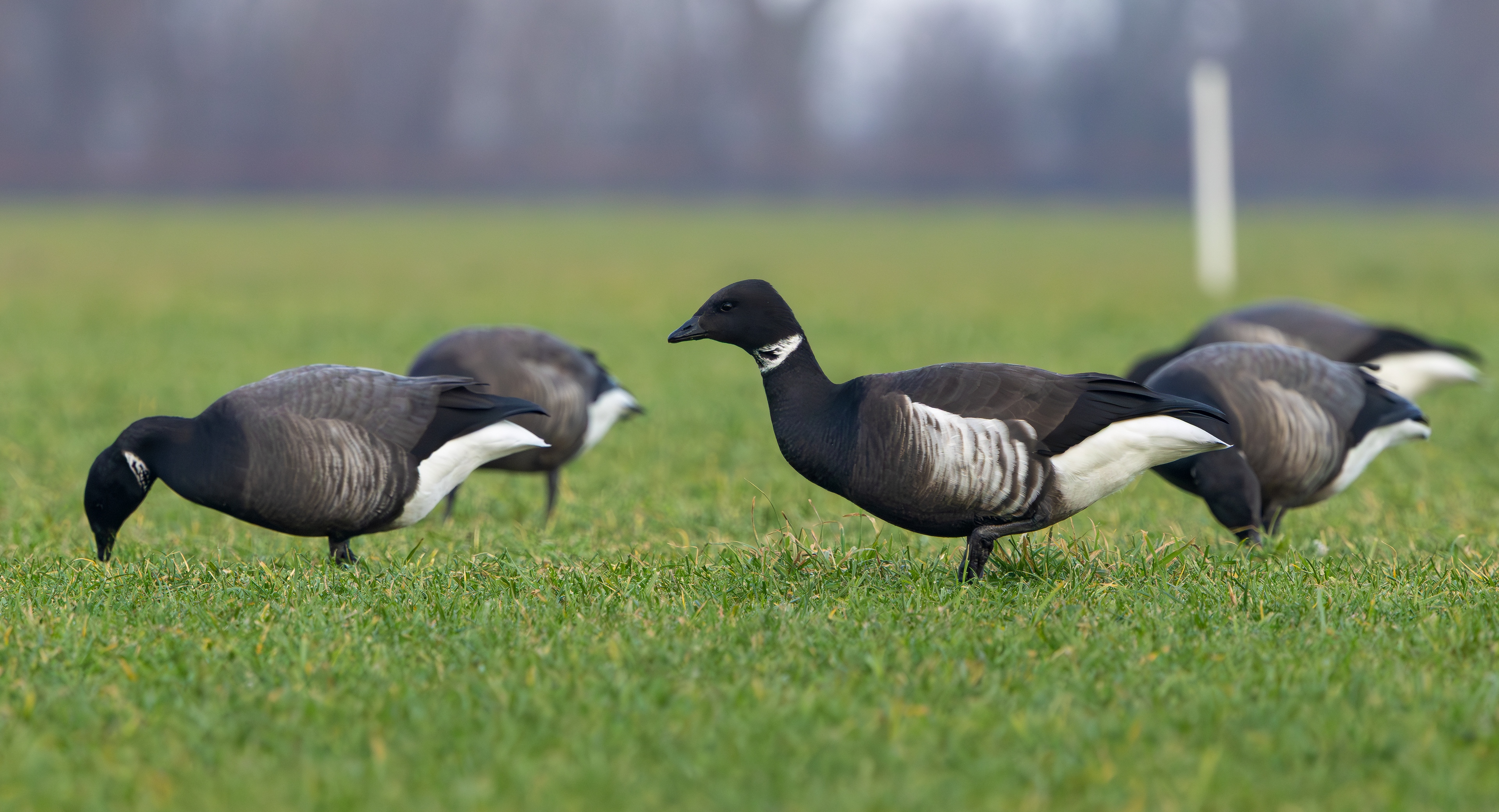 Black Brant, Texel