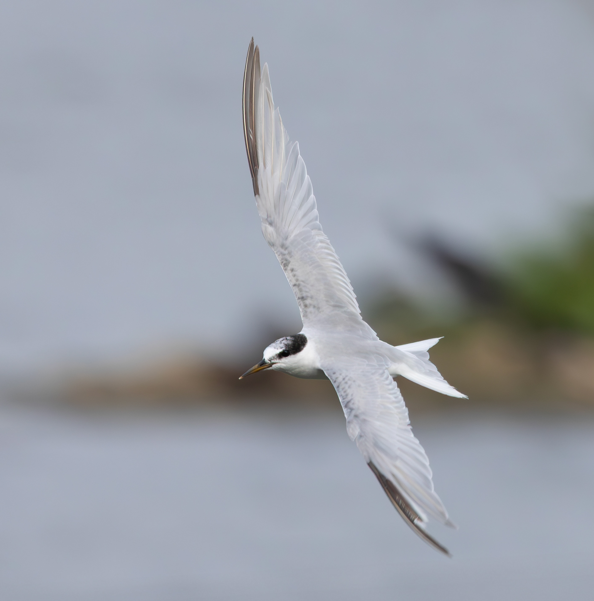Little Tern, Holme Pierrepont, Nottinghamshire