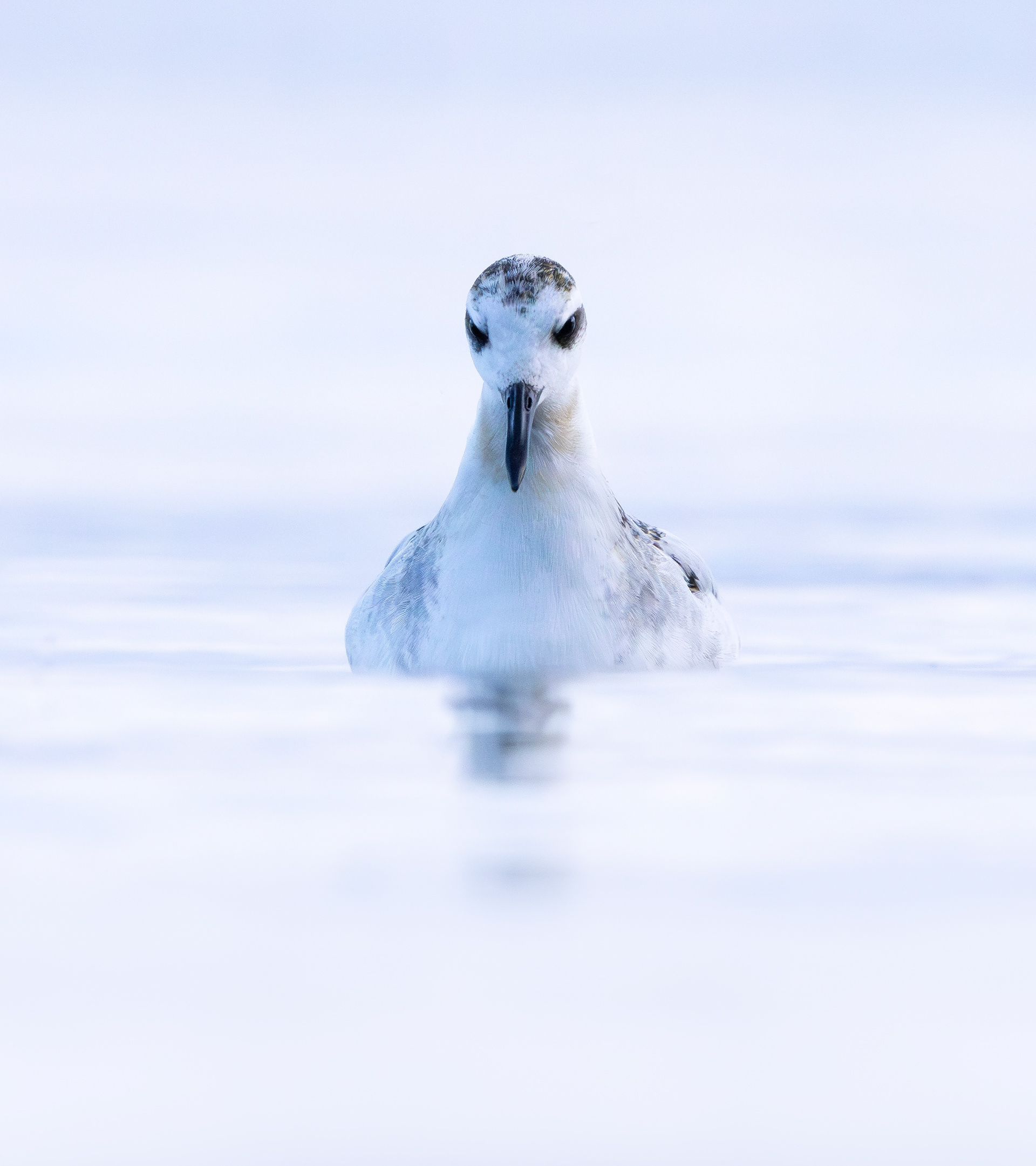 Grey Phalarope, Rutland Water, Leicestershire & Rutland