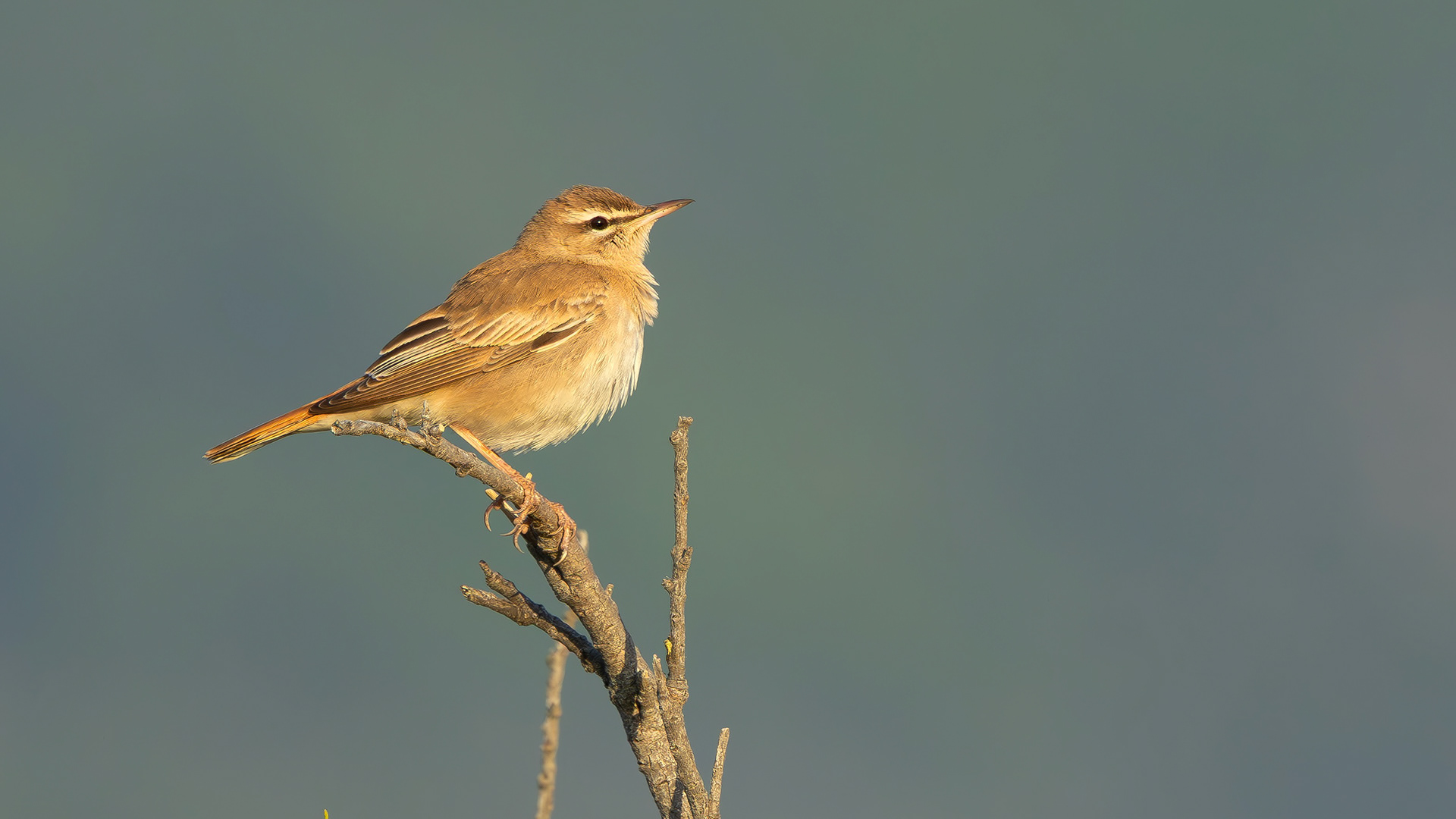Rufous-tailed Scrub Robin