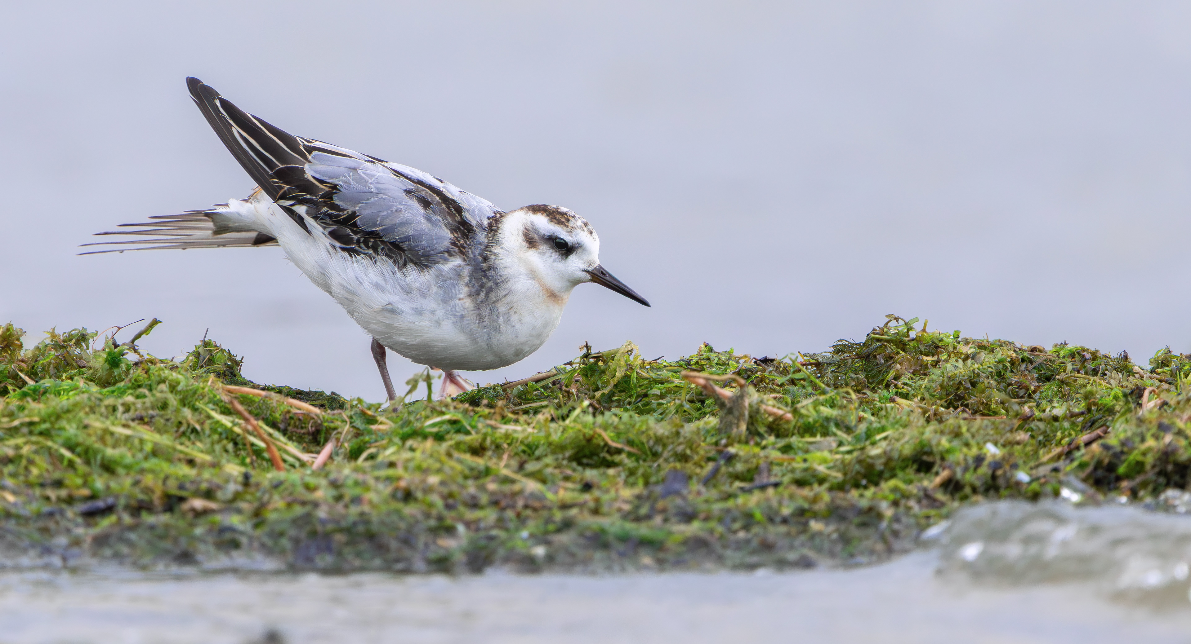 Grey Phalarope, Rutland Water, Leicestershire & Rutland