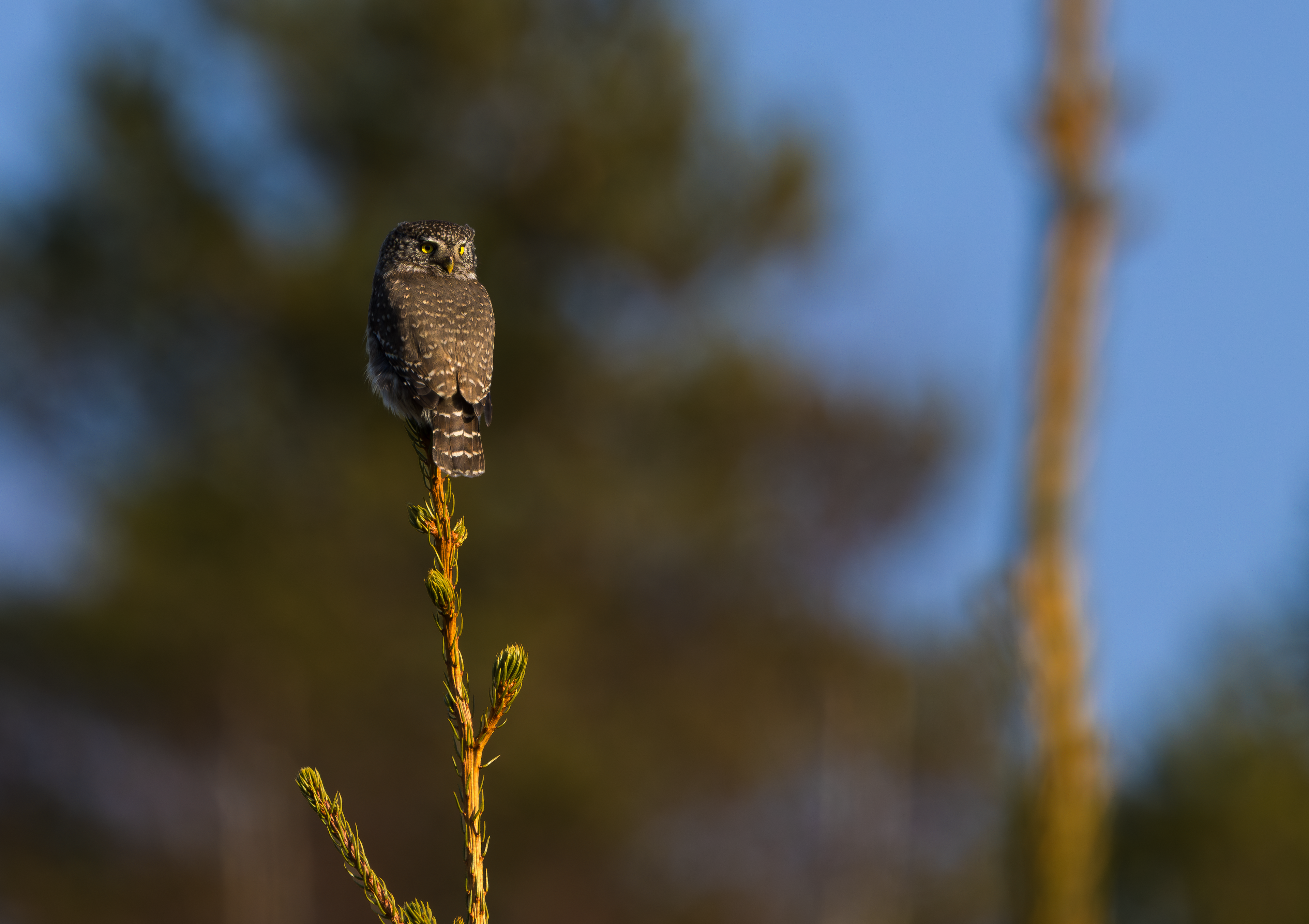 Eurasian Pygmy Owl
