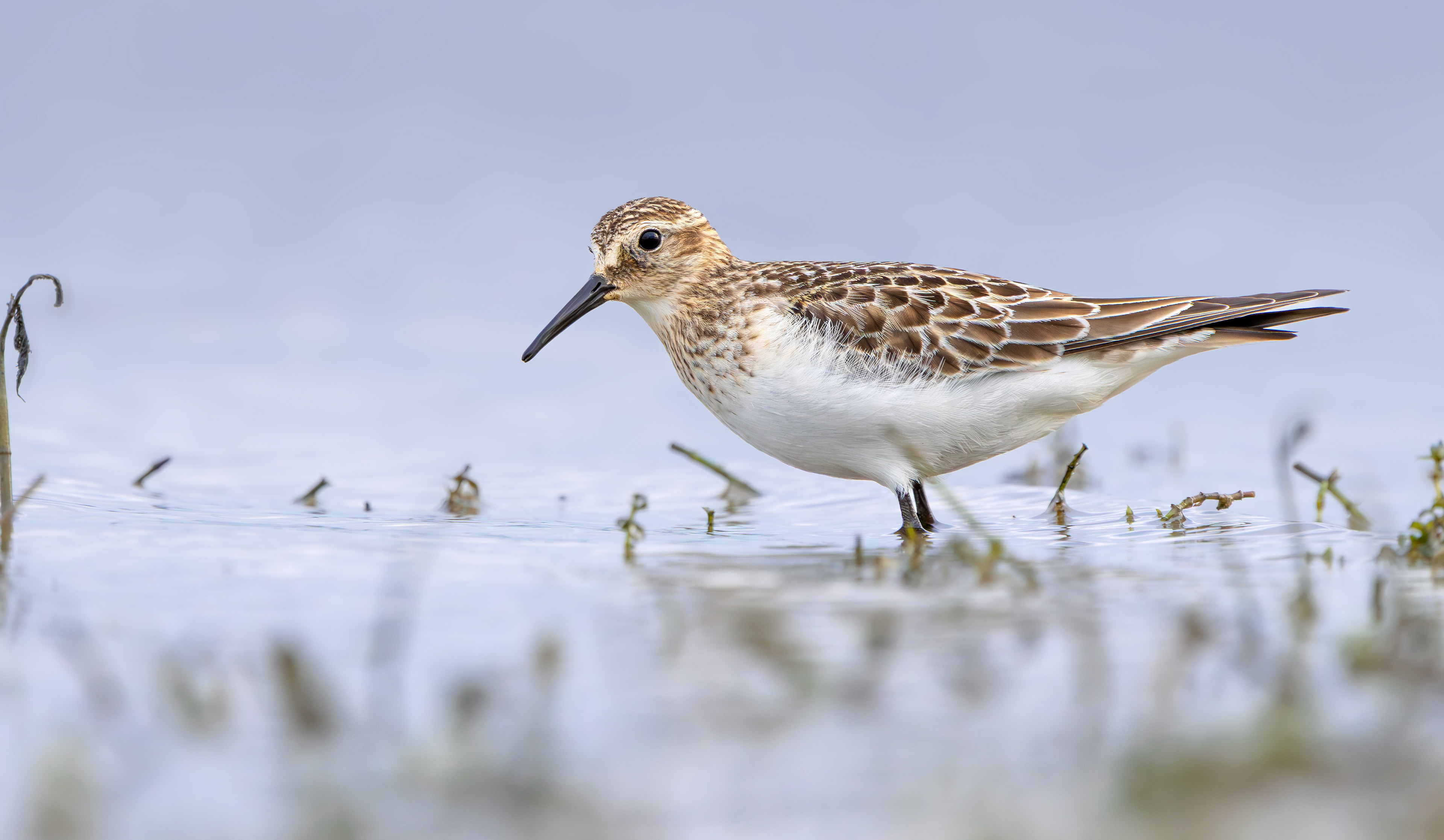 Baird's Sandpiper, Rutland Water, Leicestershire & Rutland