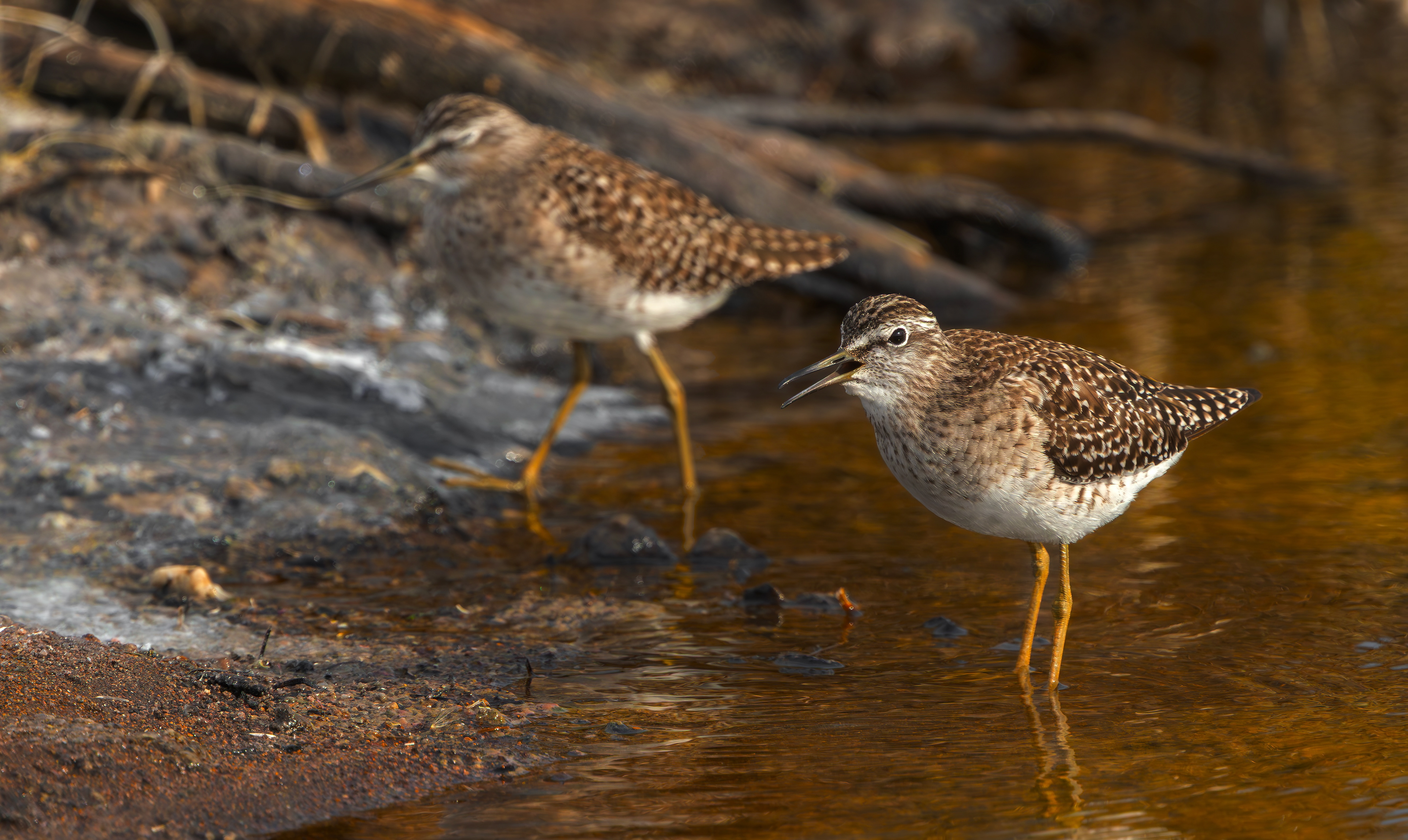 Wood Sandpipers