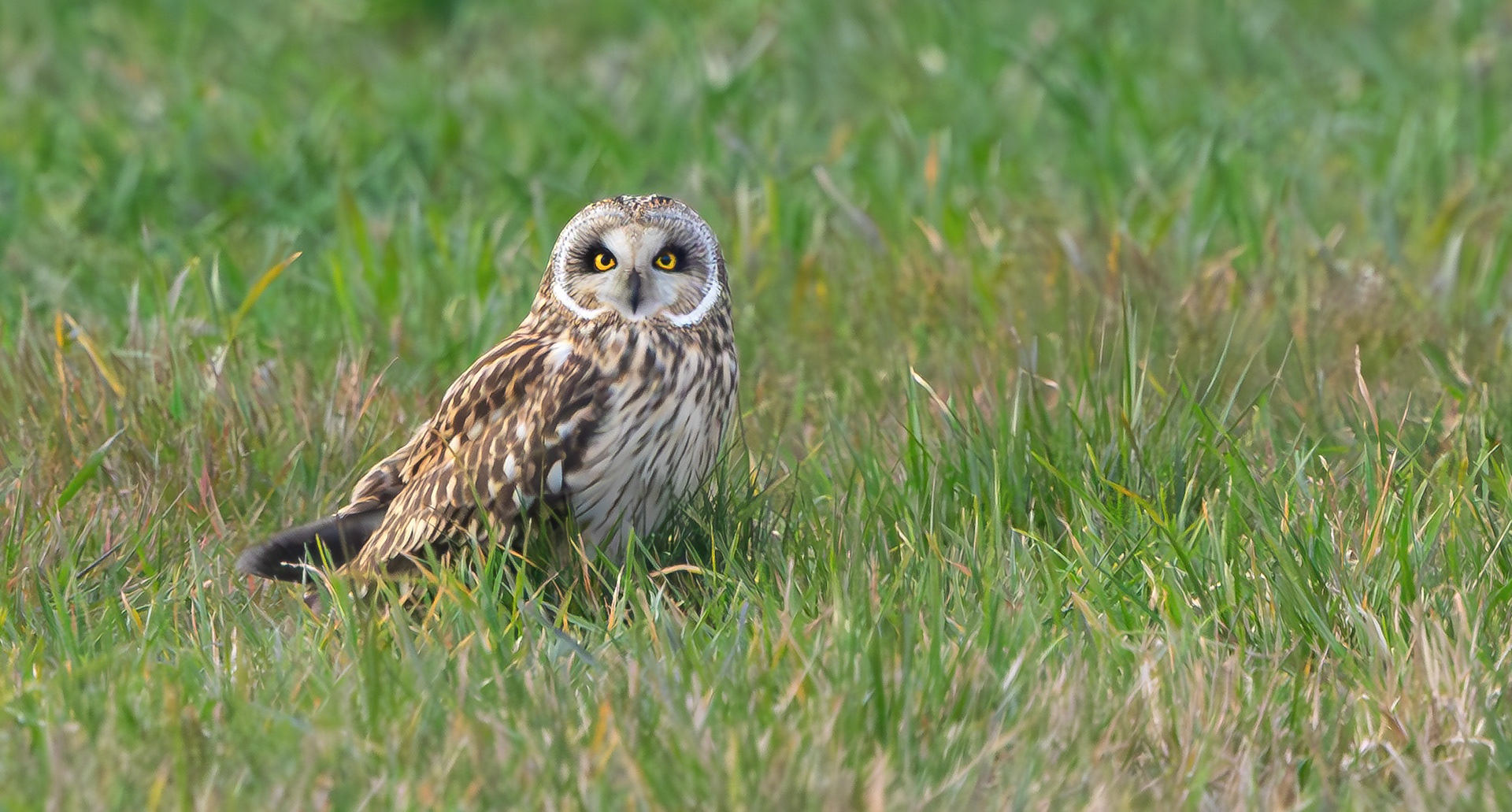 Short-eared Owl, Lincolnshire
