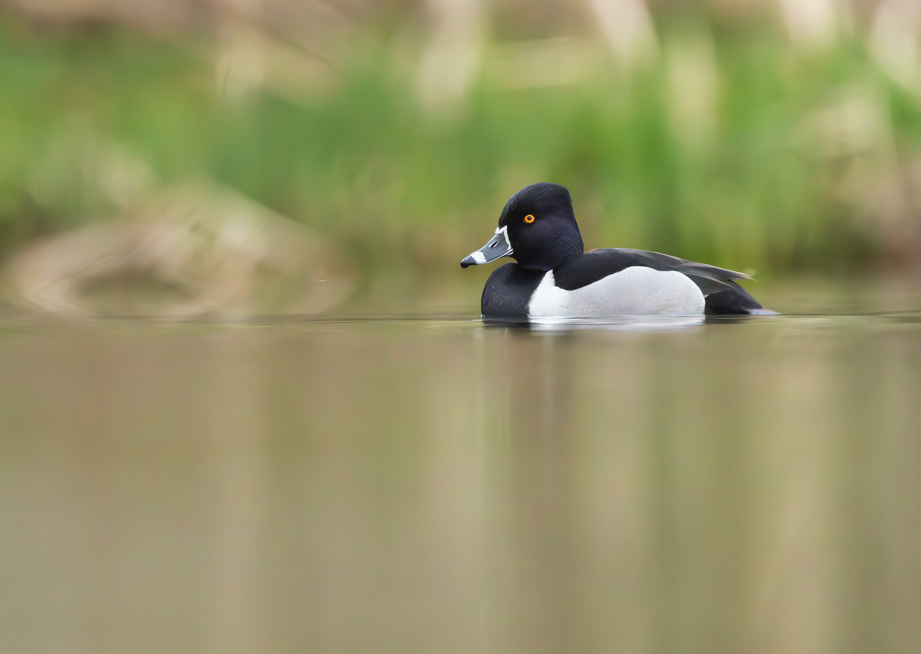 Ring-necked Duck, Codnor Park, Derbyshire