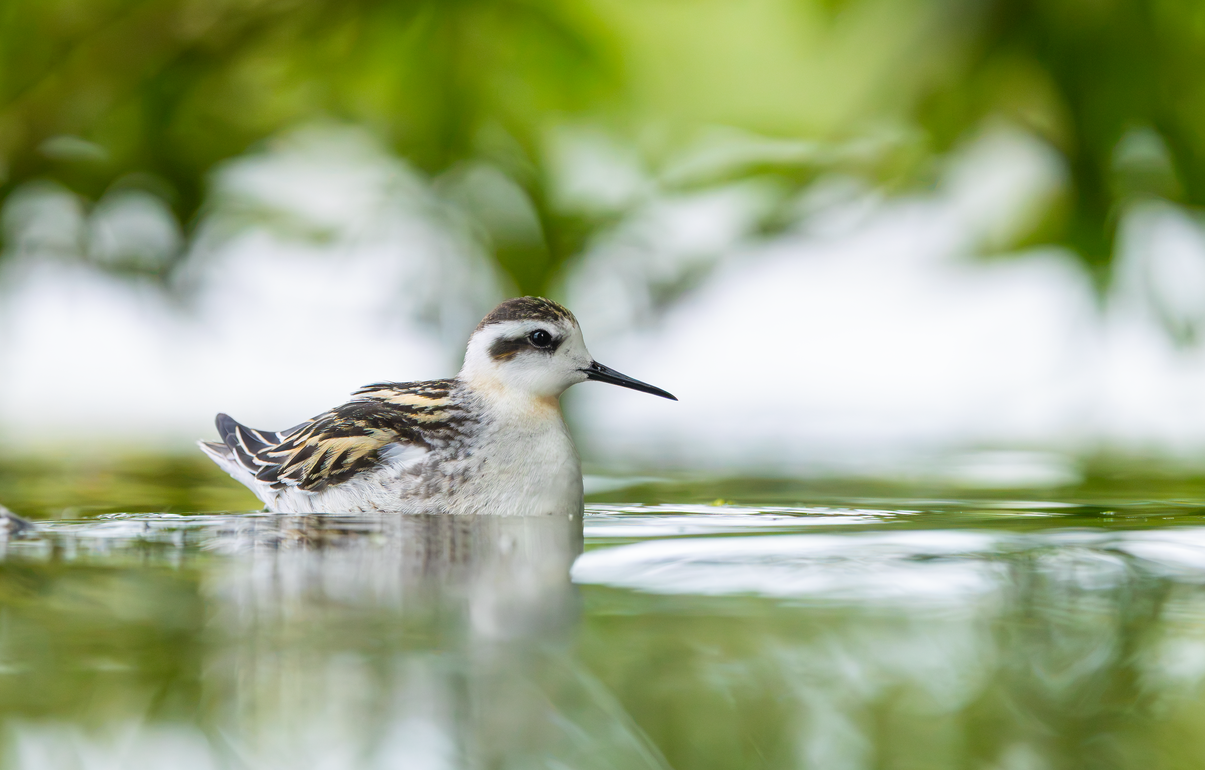 Red-necked Phalarope, Kingsbury Water Park, Warwickshire