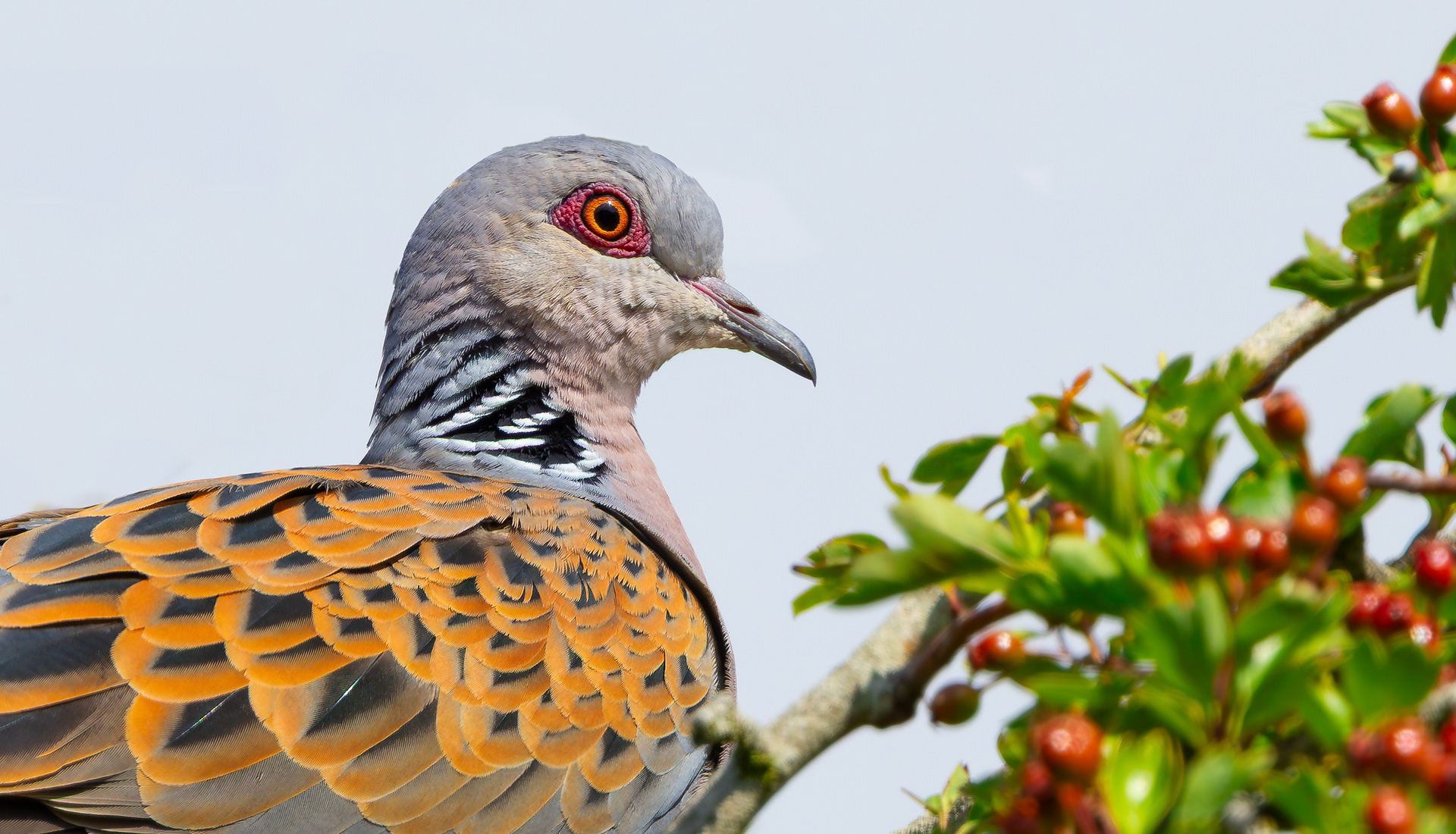 European Turtle Dove, Bedfordshire