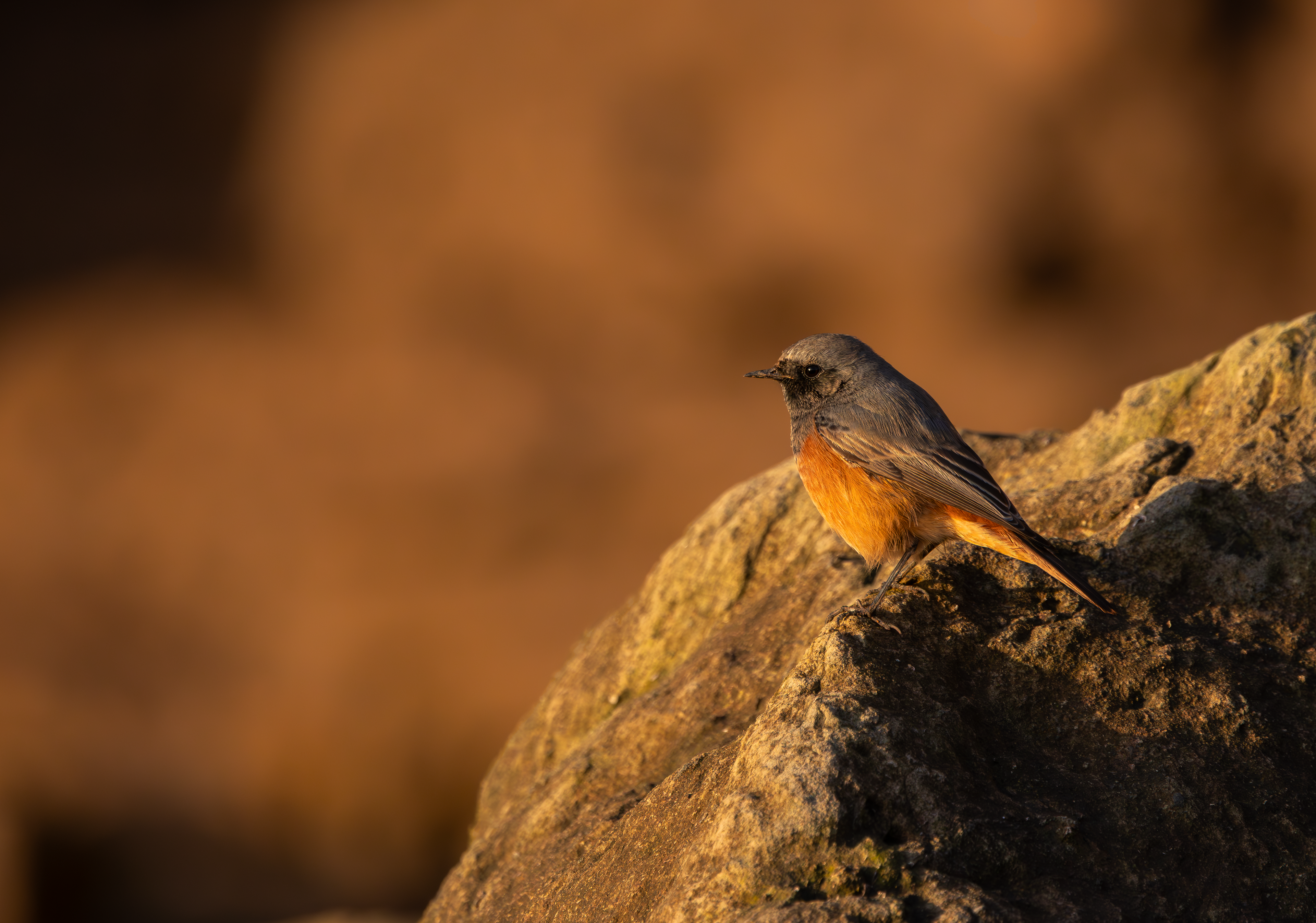 Eastern Black Redstart, Filey Brigg, North Yorkshire