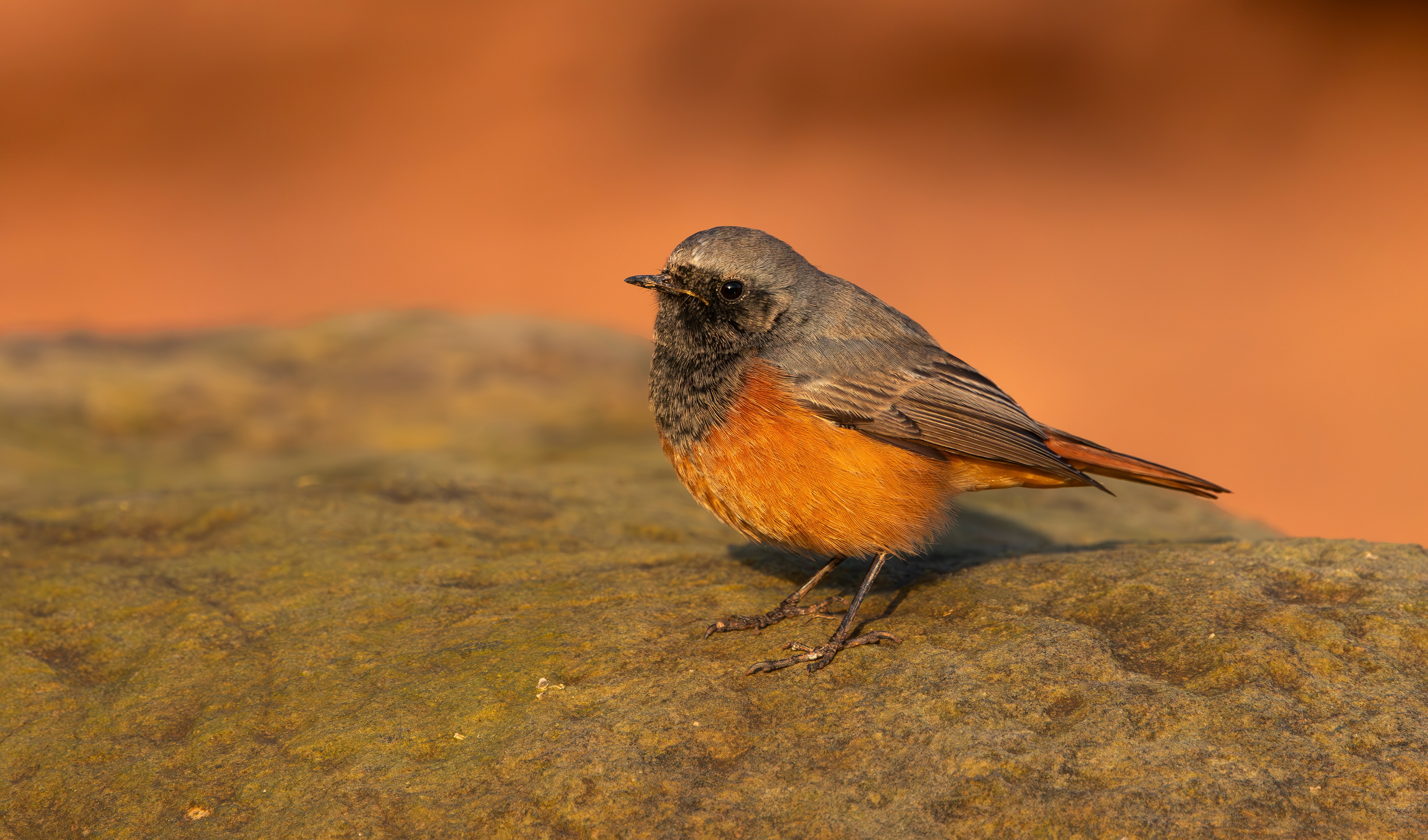 Eastern Black Redstart, Filey Brigg, North Yorkshire