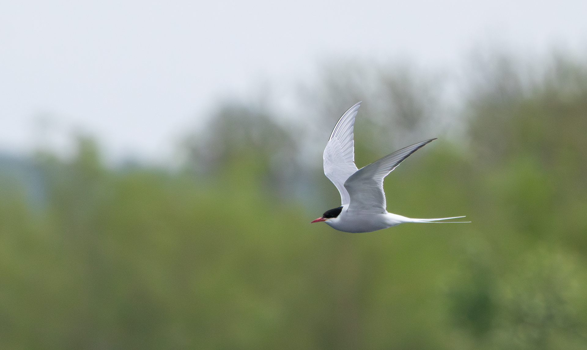 Arctic Tern, Attenborough NR, Nottinghamshire