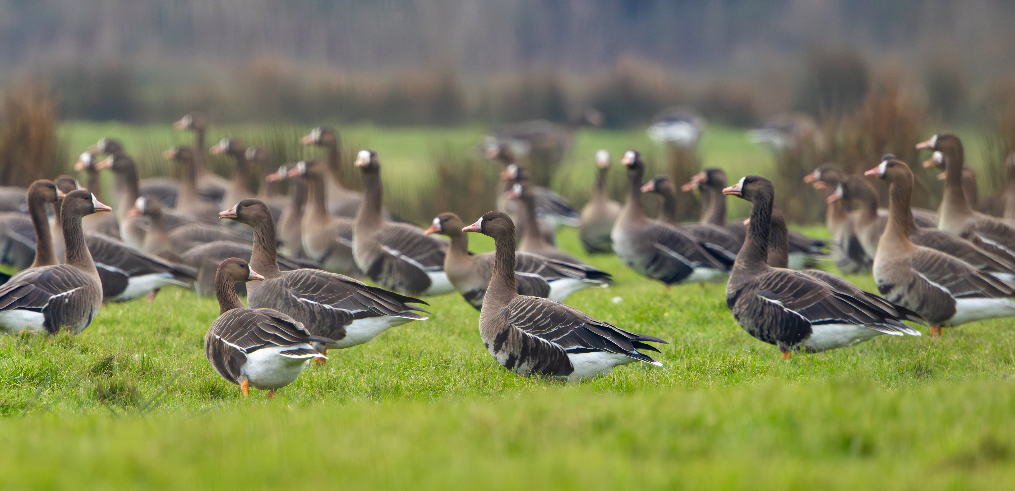 Russian White-fronted Geese, Texel