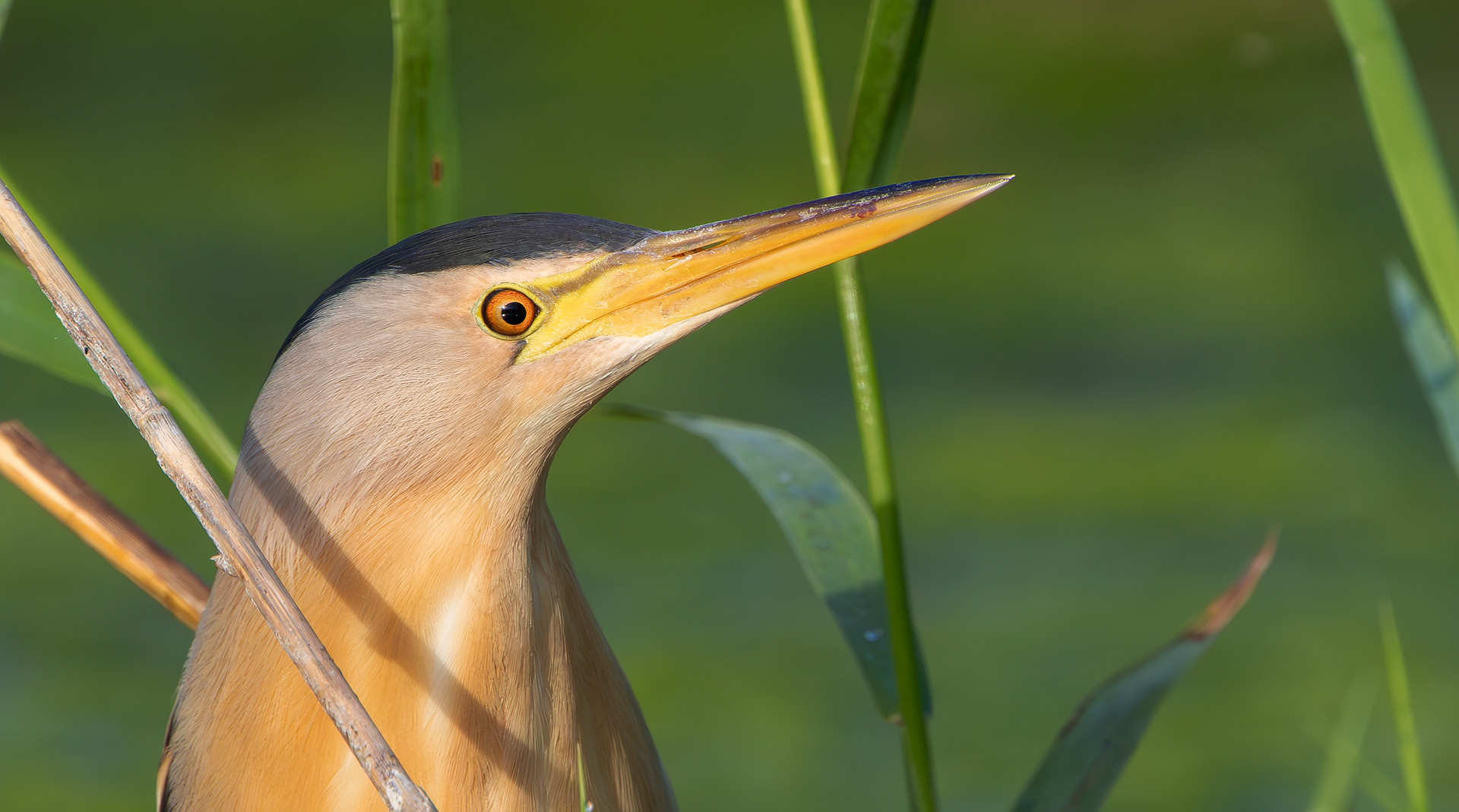Little Bittern