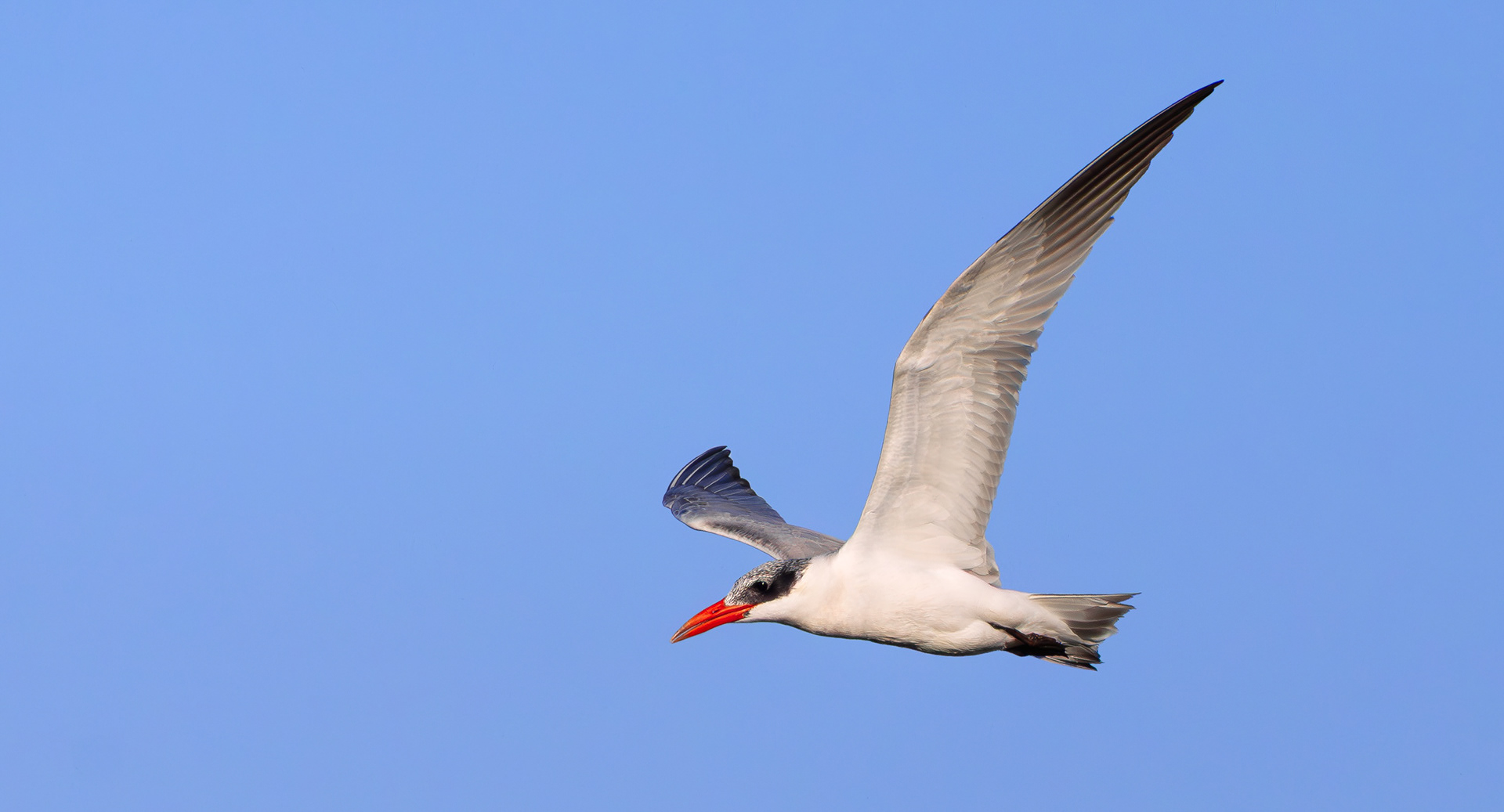 Caspian Tern, Holme Pierrepont, Nottinghamshire