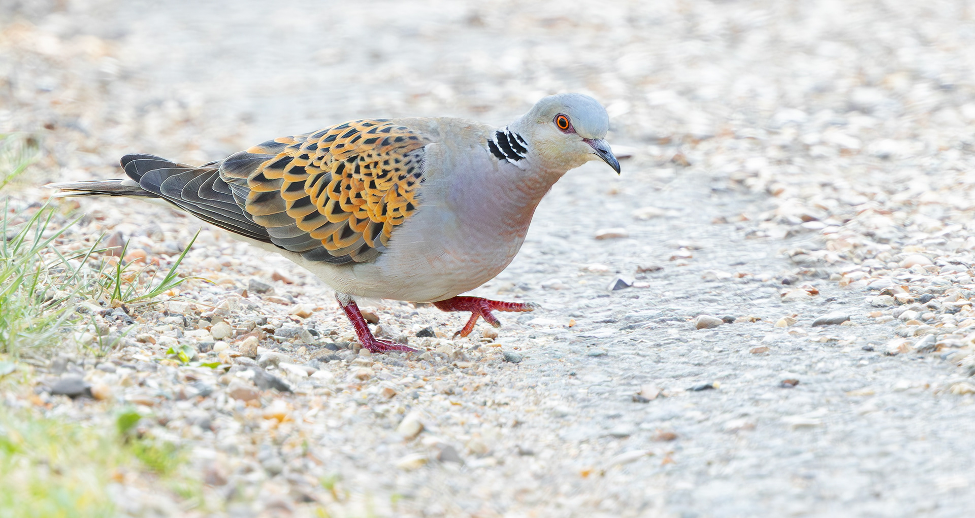 European Turtle Dove, Bedfordshire