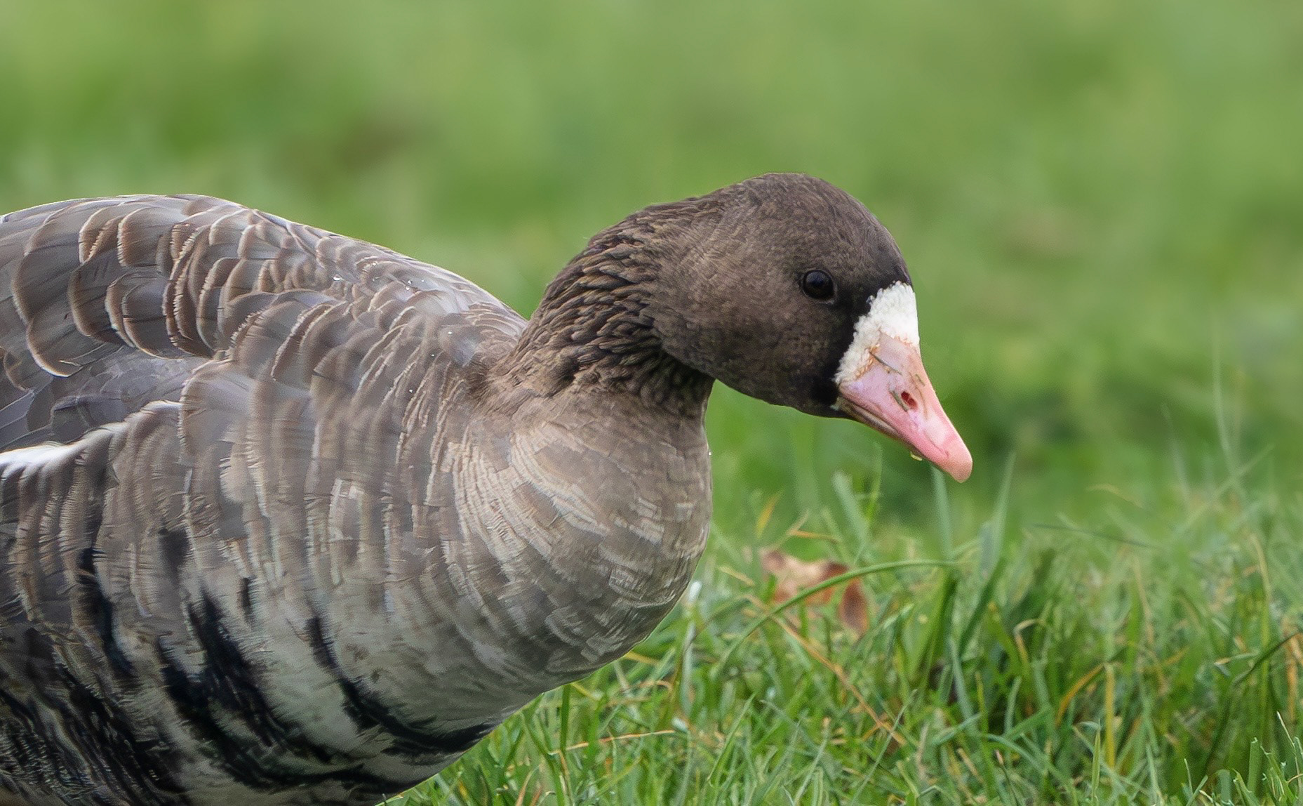 Russian White-fronted Goose, Stoke Bardolph, Nottinghamshire