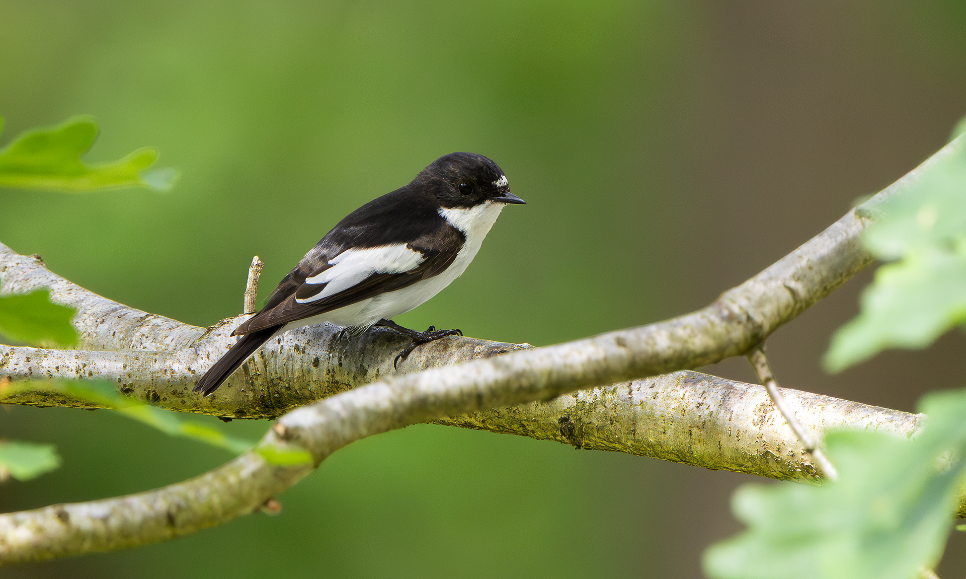 Pied Flycatcher, Wyre Forest, Worcestershire