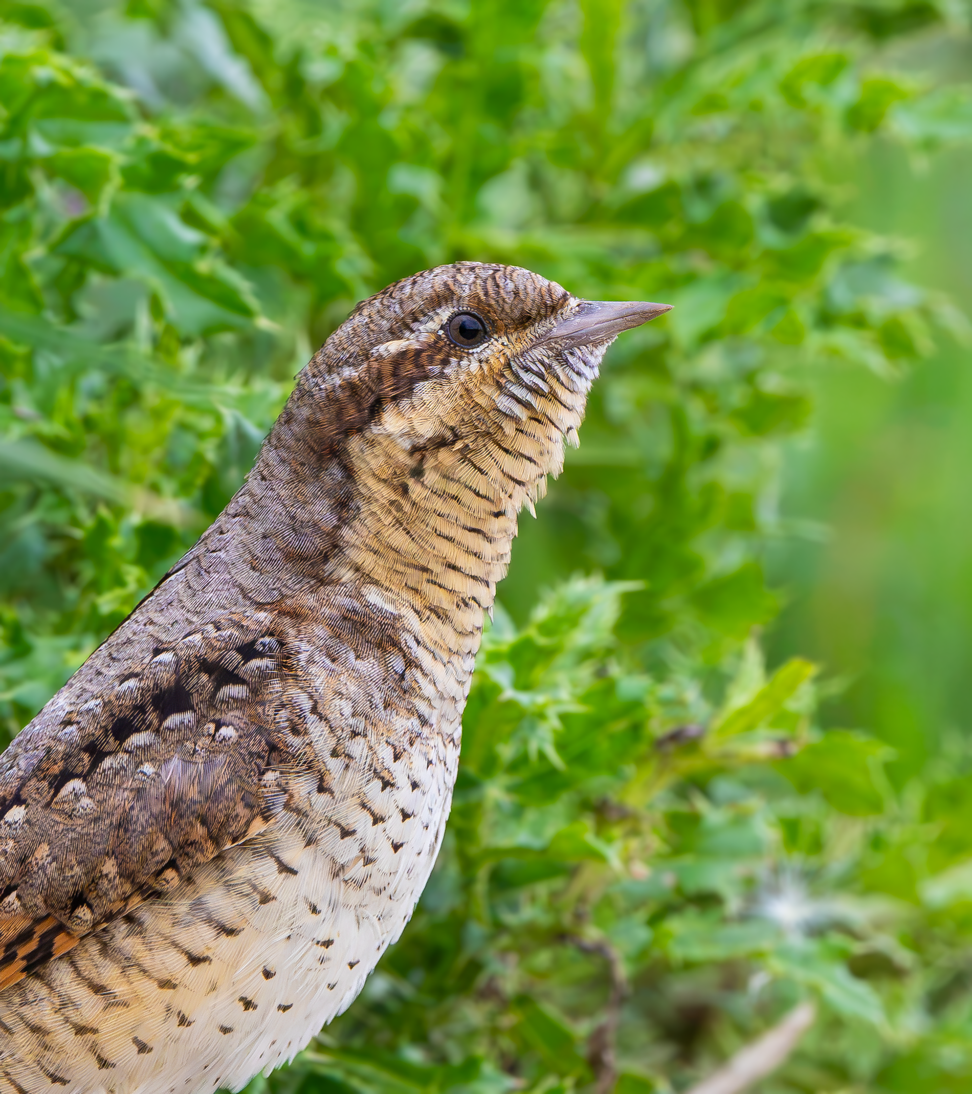 Wryneck, Freiston Shore RSPB, Lincolnshire
