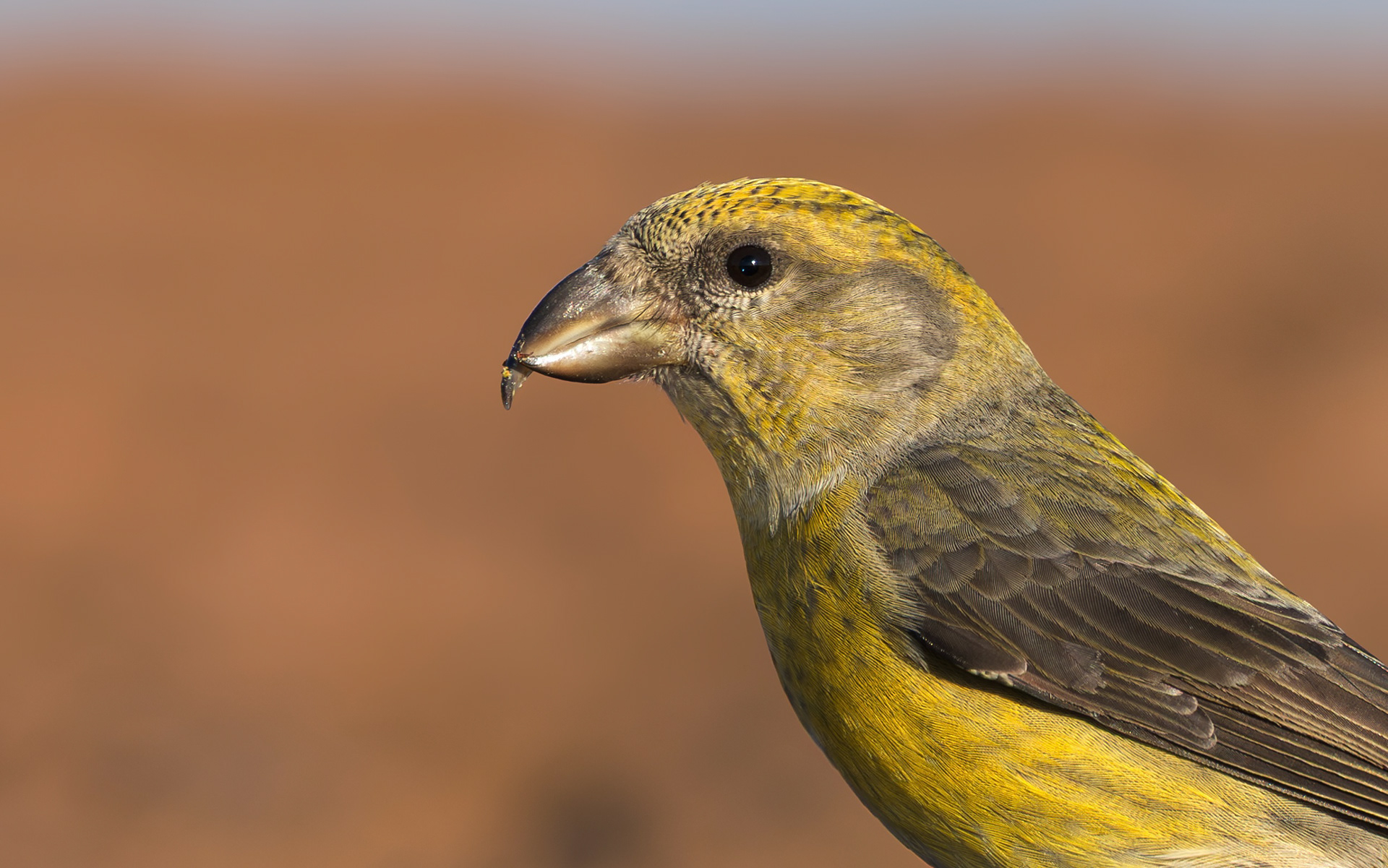 Common Crossbill, Nottinghamshire